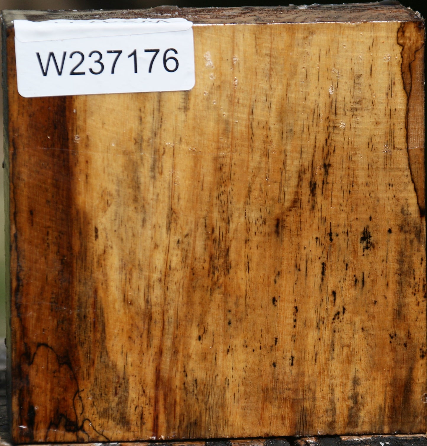 Spalted Tamarind Bowl Blank