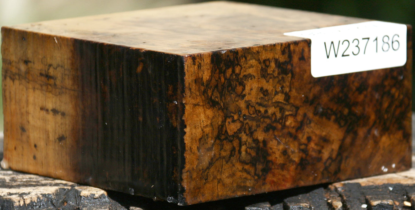 Figured Spalted Tamarind Bowl Blank