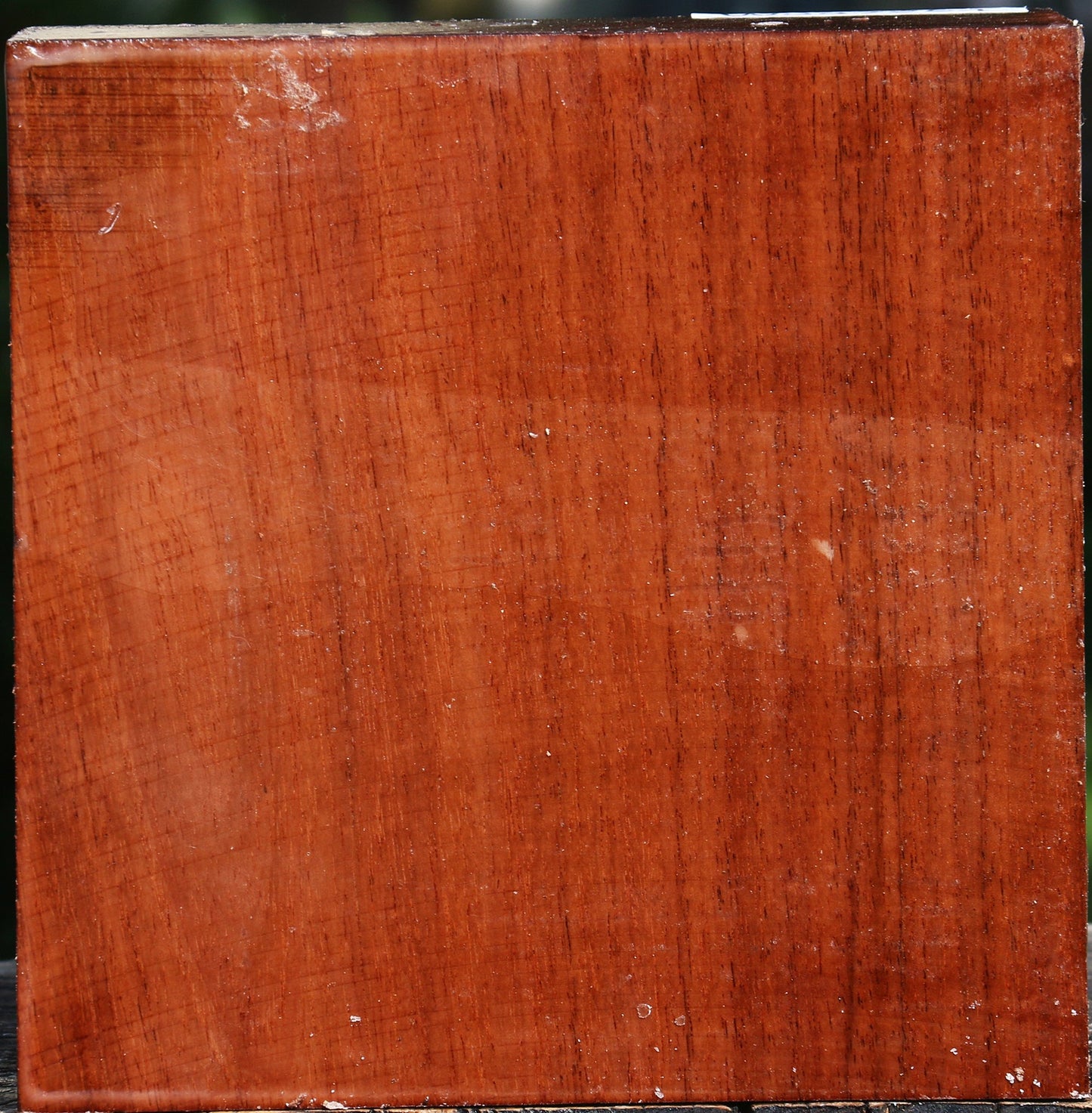 Tzalam Bowl Blank