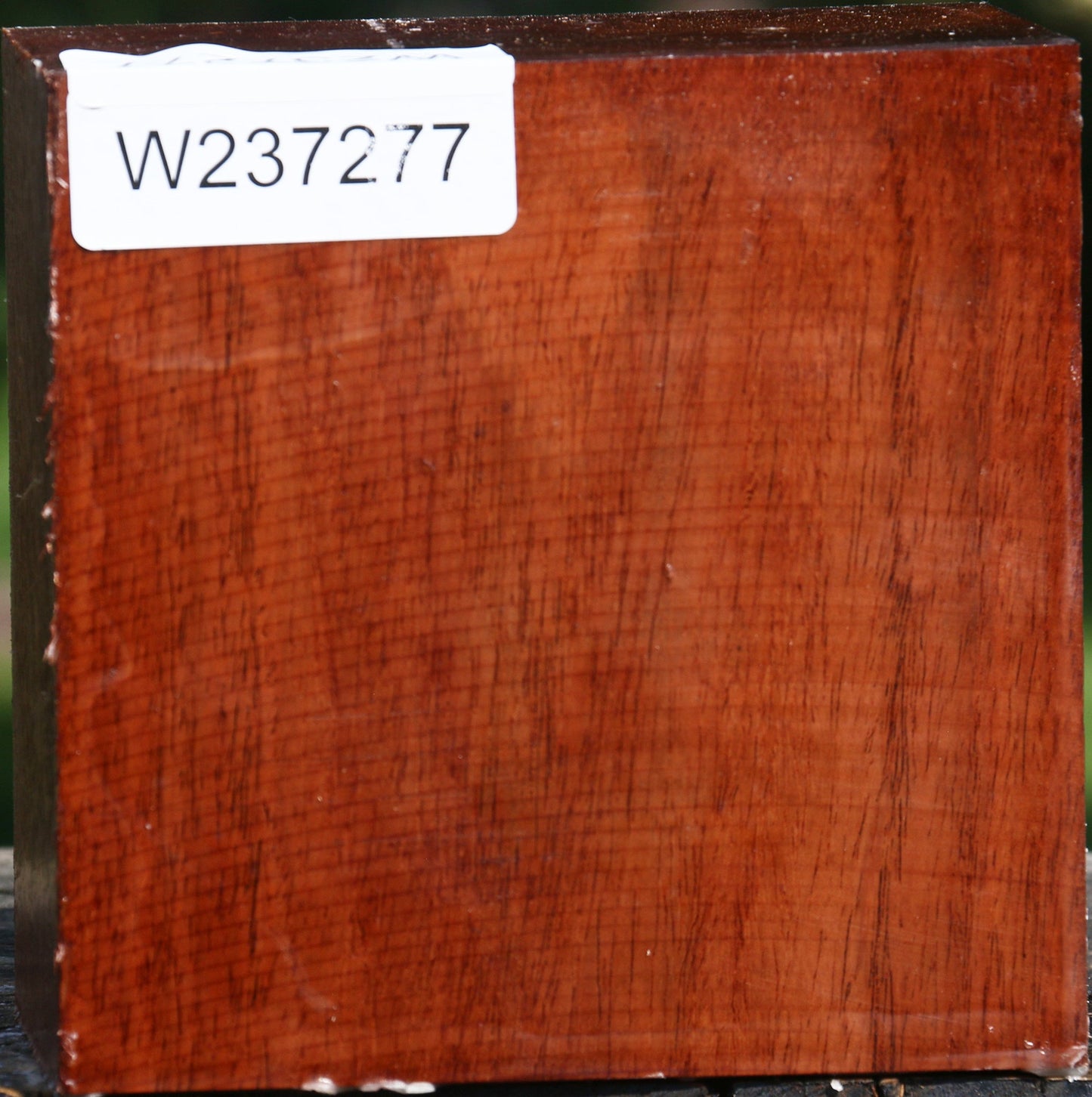 Tzalam Bowl Blank