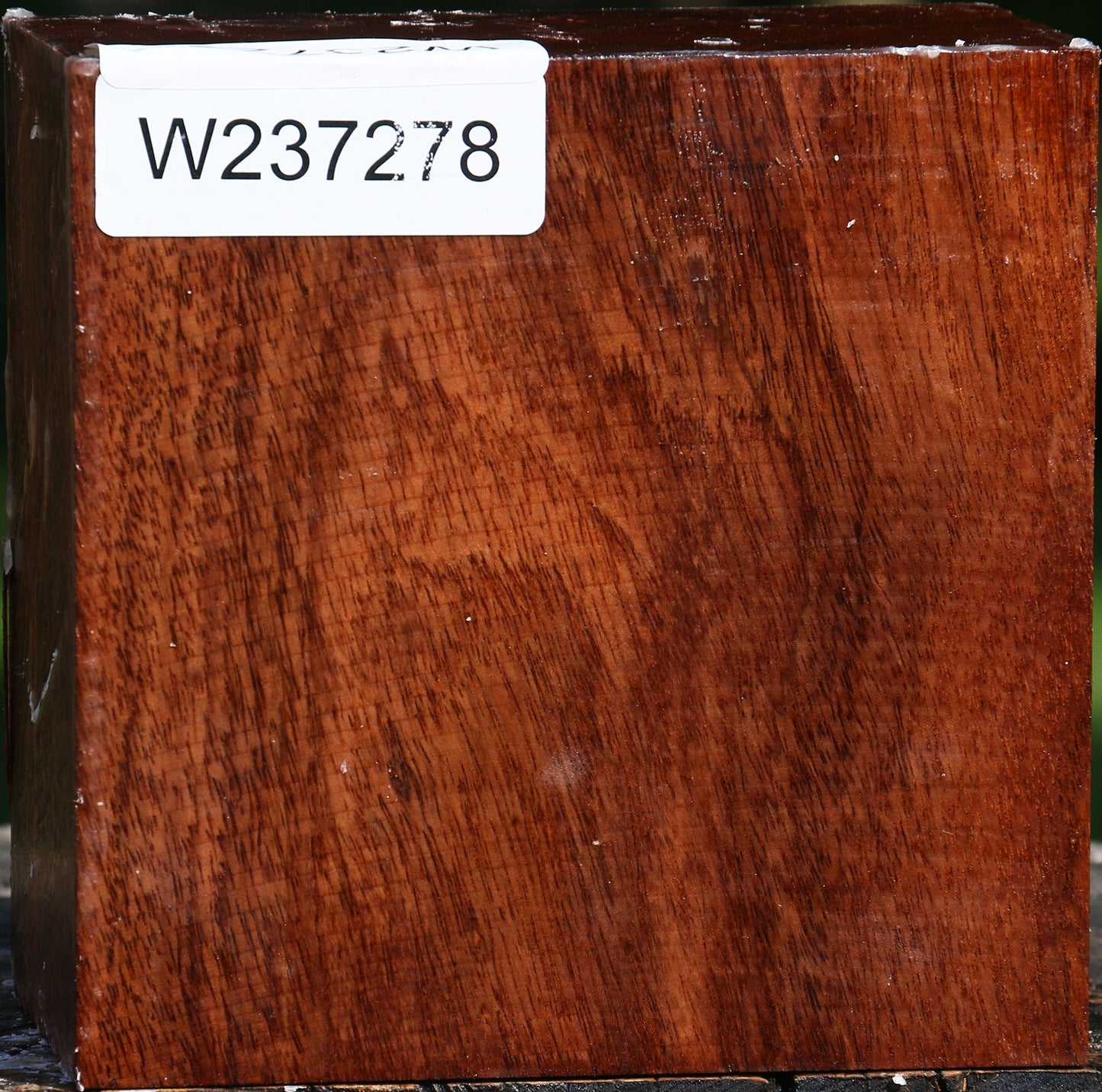 Tzalam Bowl Blank