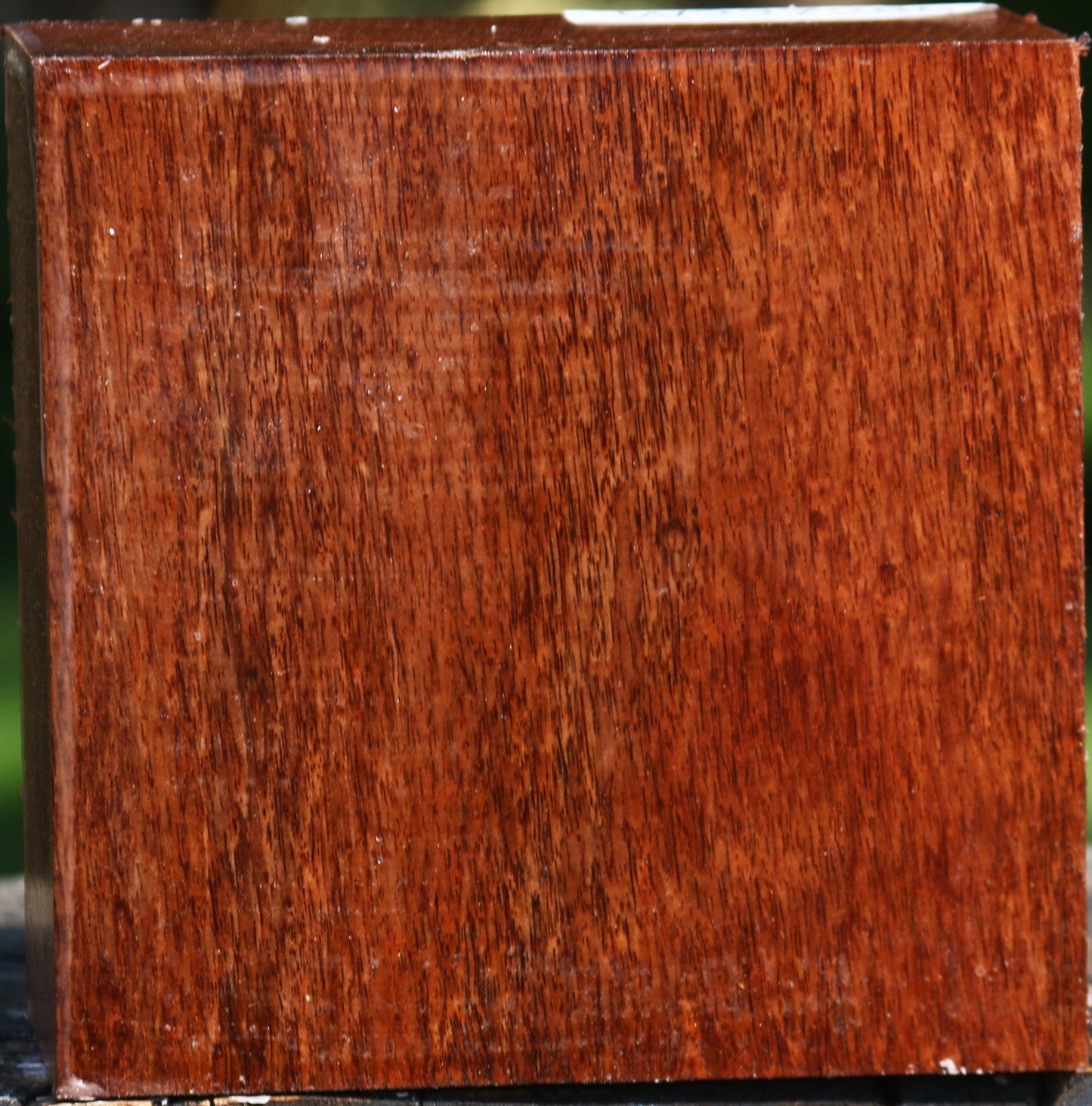Tzalam Bowl Blank