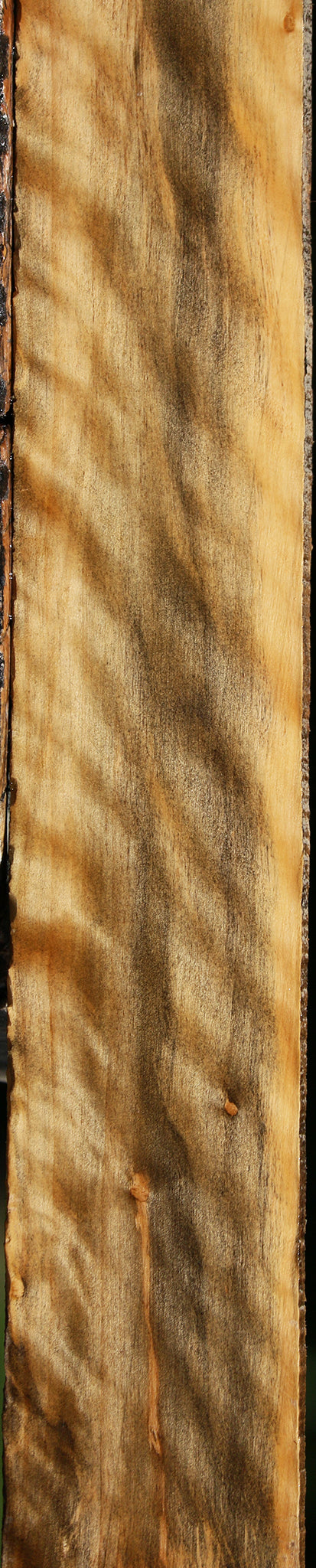 Extra Fancy Castello Boxwood Micro Lumber