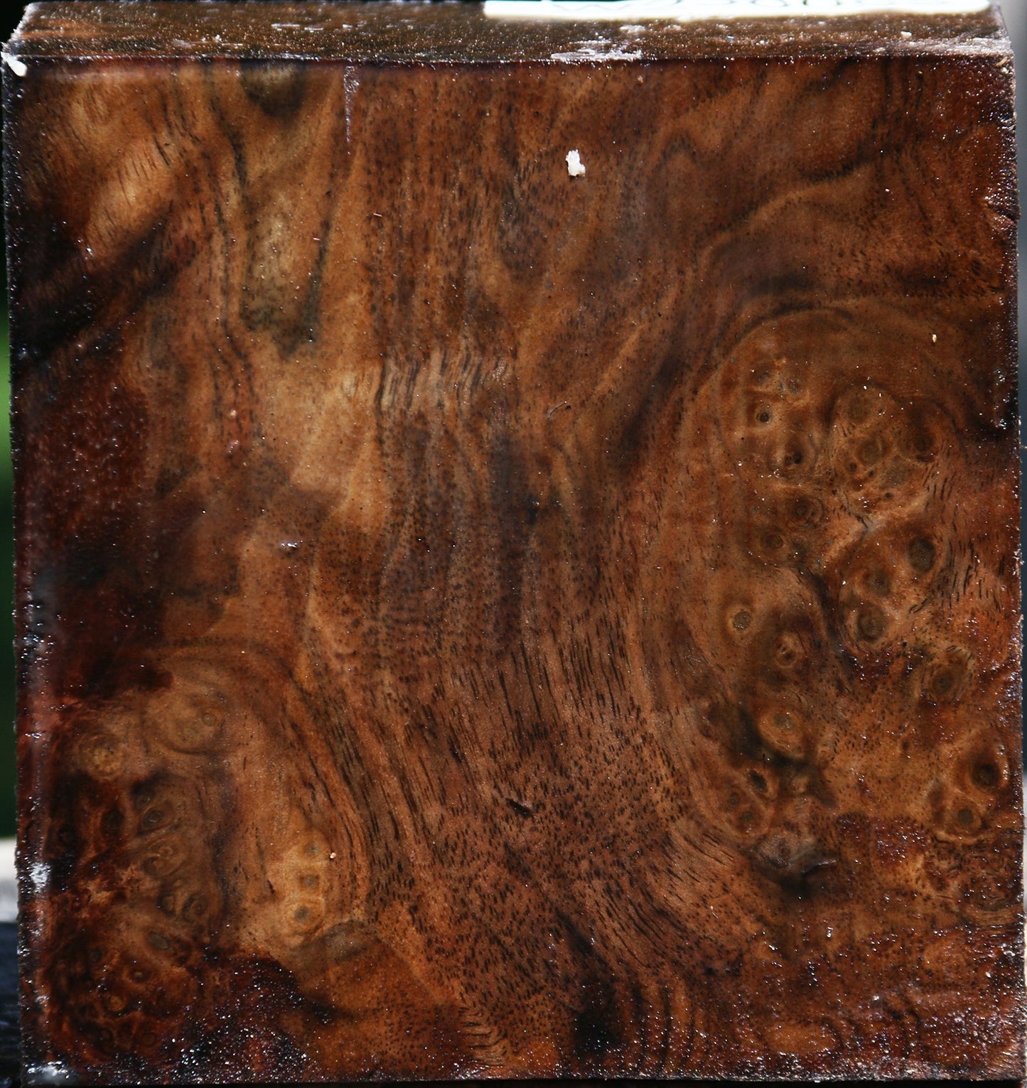 Extra Fancy Claro Walnut Bowl Blank