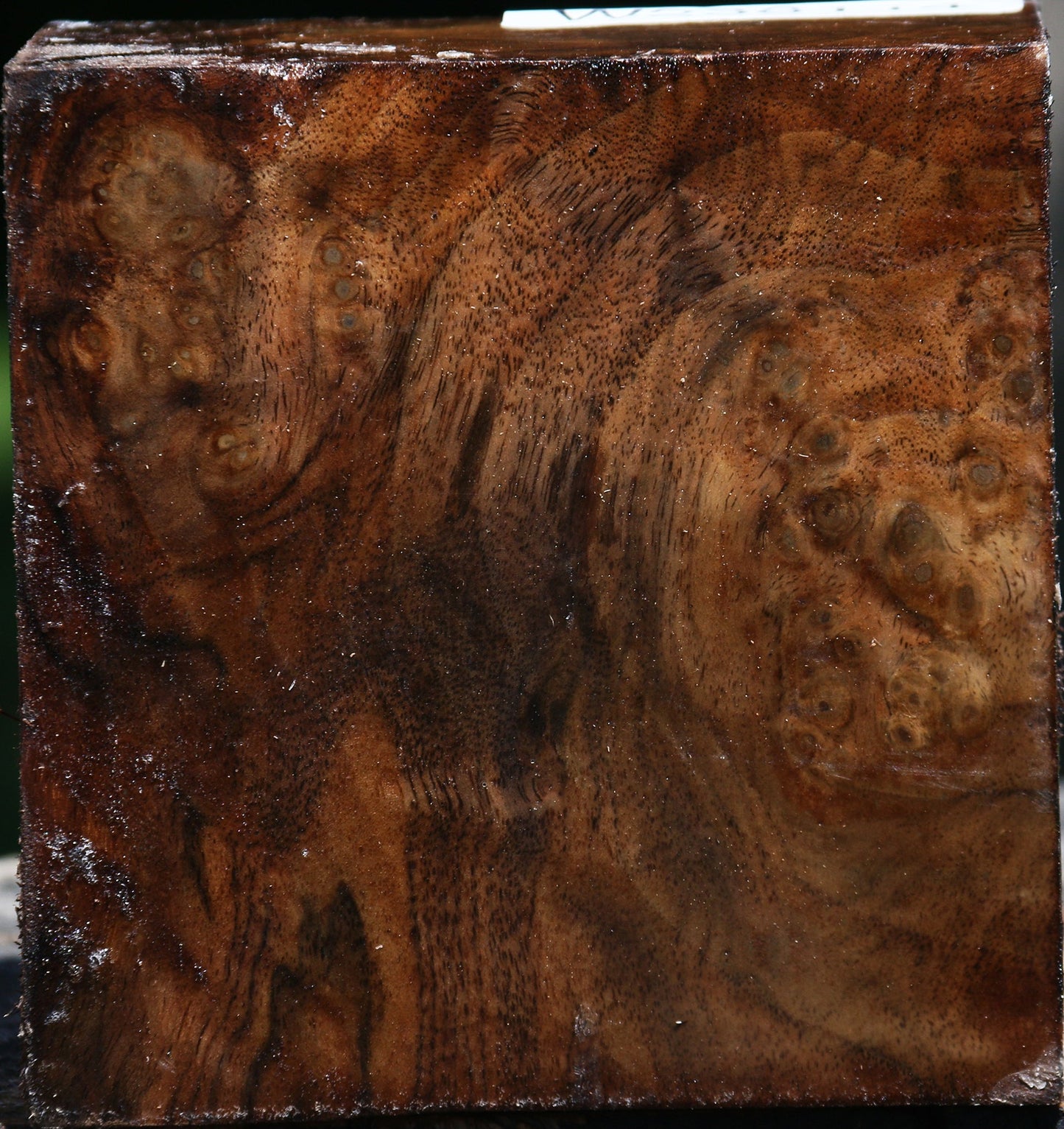 Claro Walnut Burl Bowl Blank