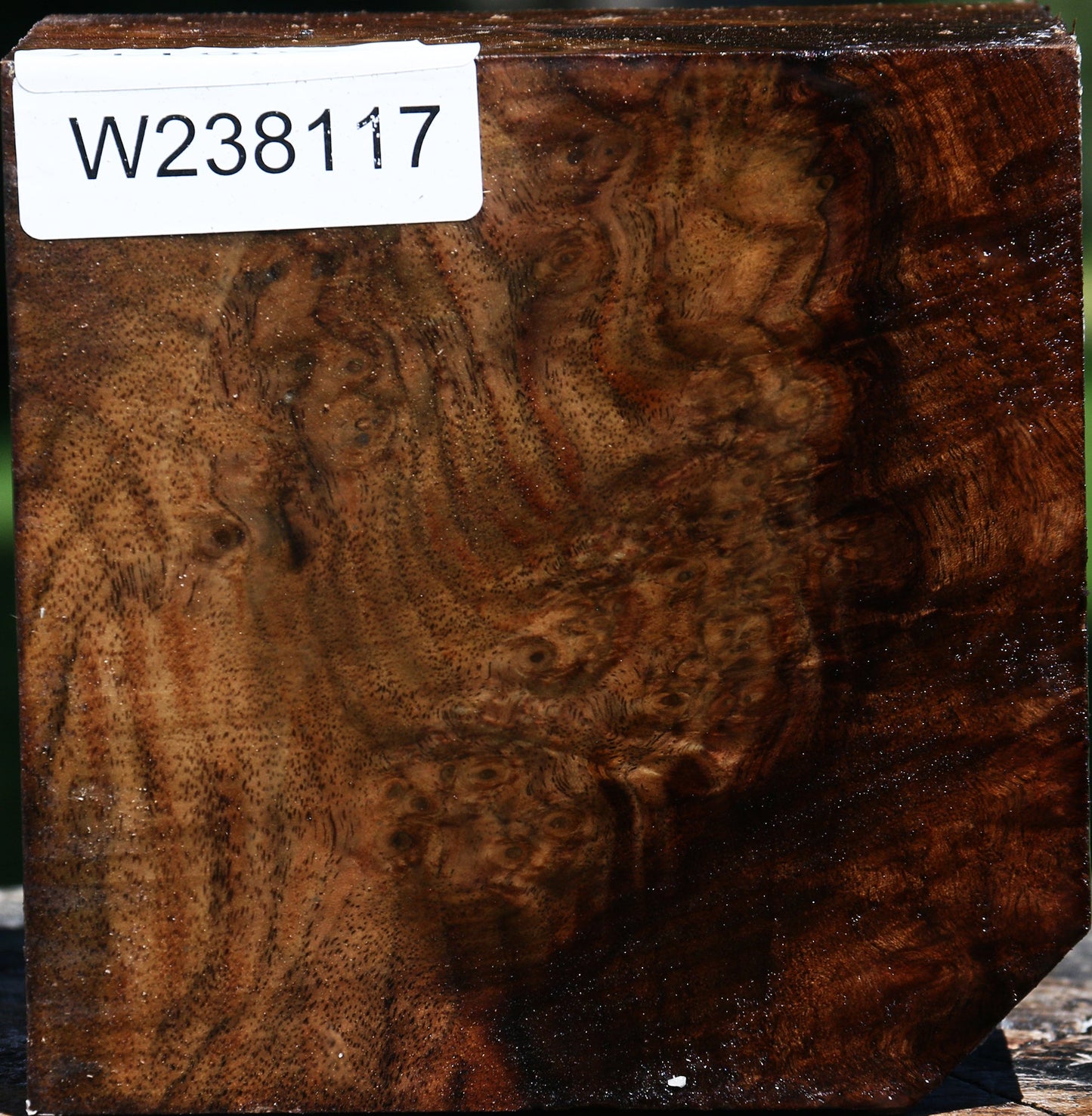 Extra Fancy Claro Walnut Bowl Blank