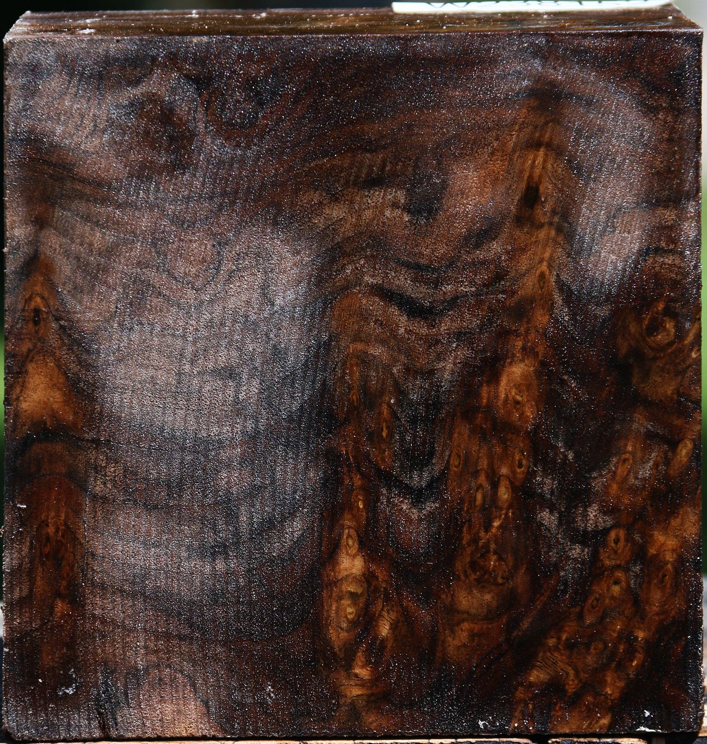 Extra Fancy Claro Walnut Bowl Blank