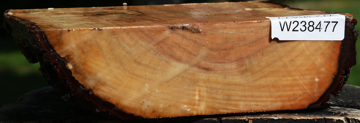 Carob Live Edge Bowl Blank