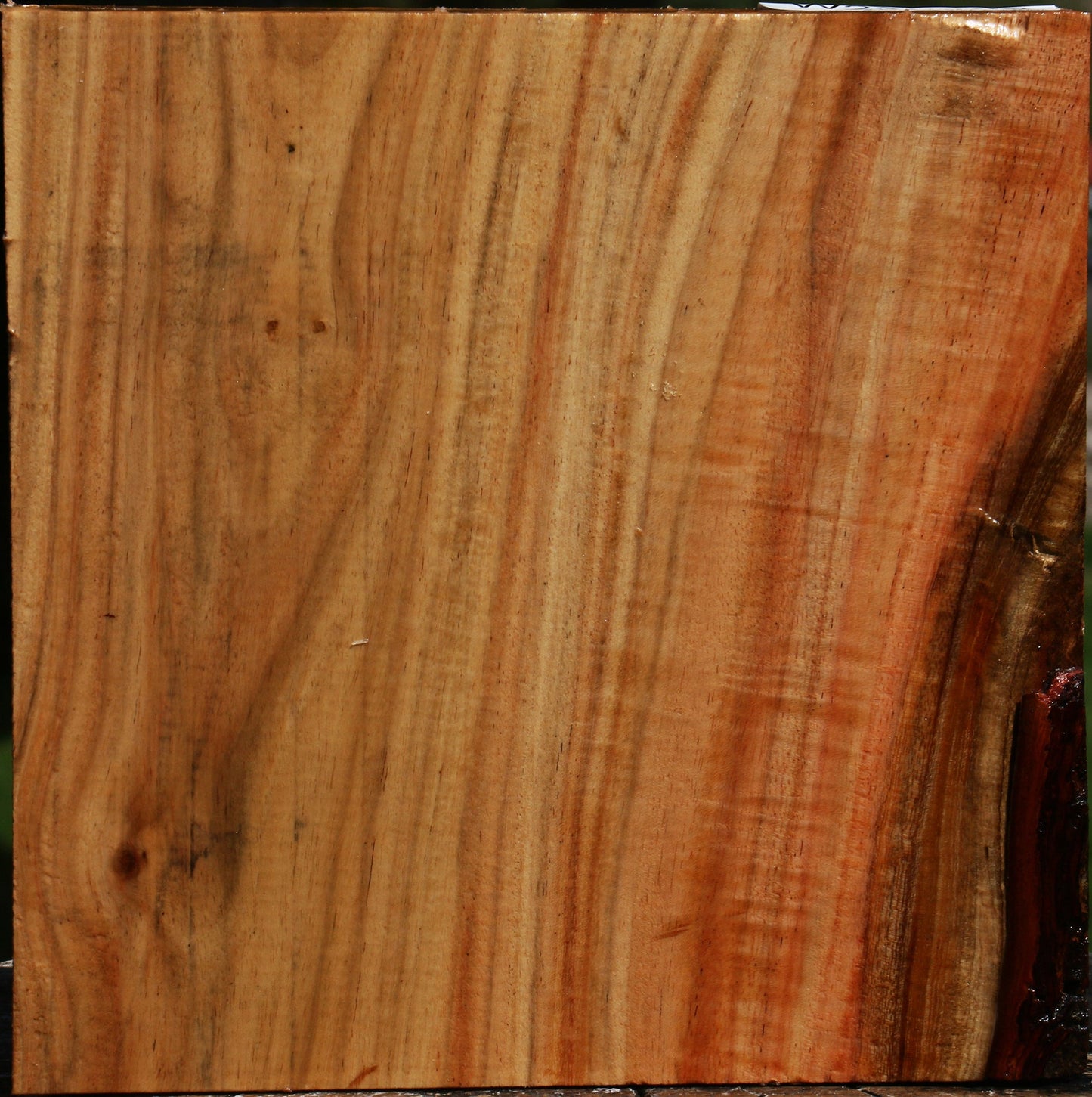 Figured Carob Bowl Blank