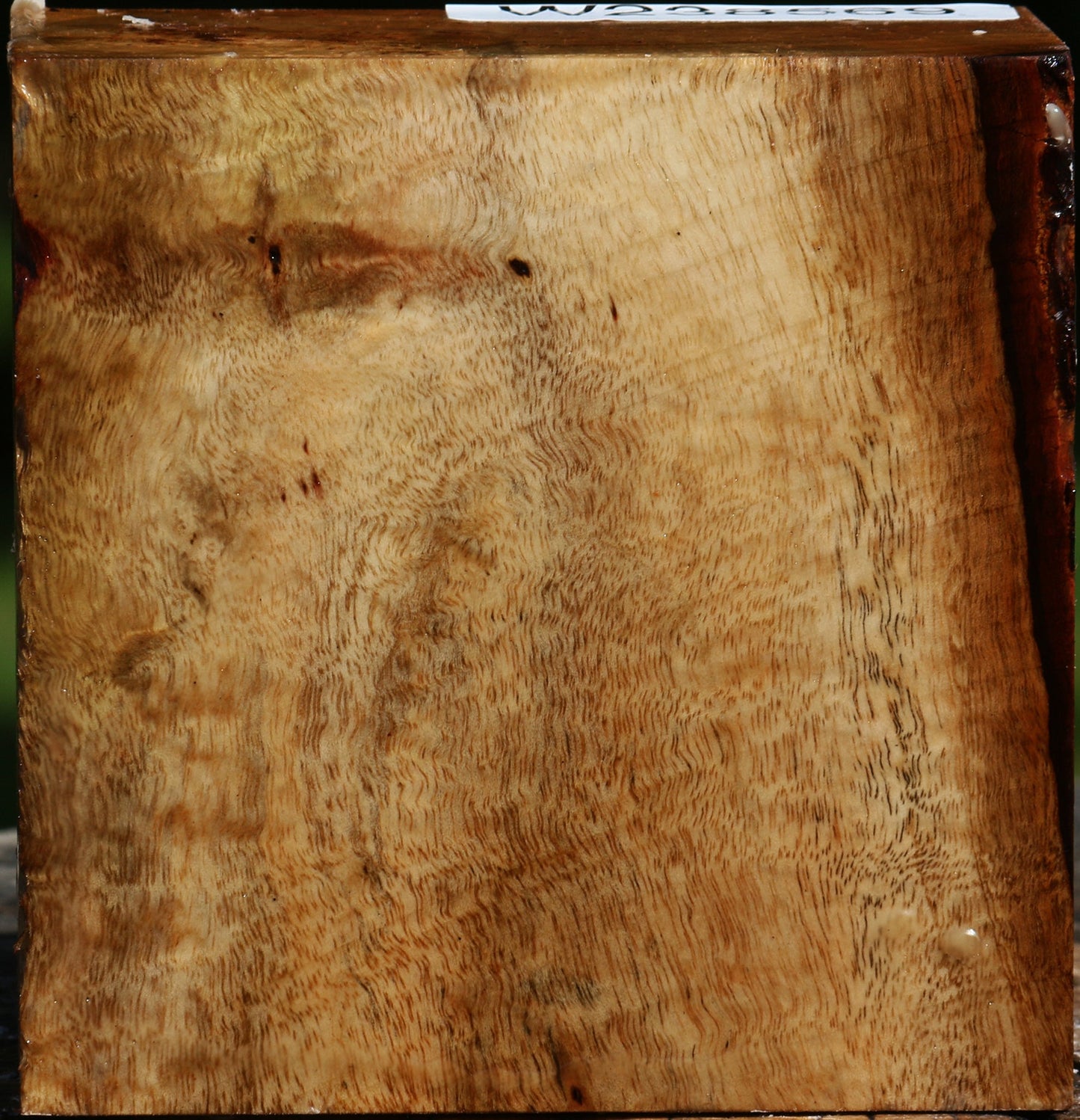 Figured Carob Bowl Blank