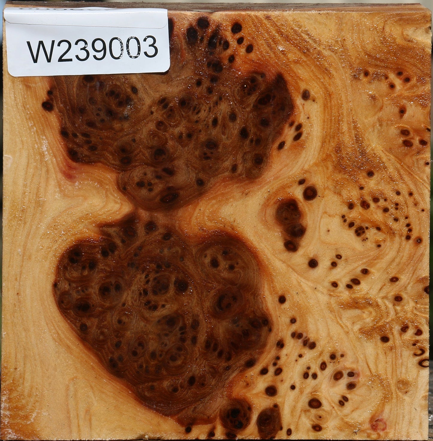 Elm Burl Bowl Blank