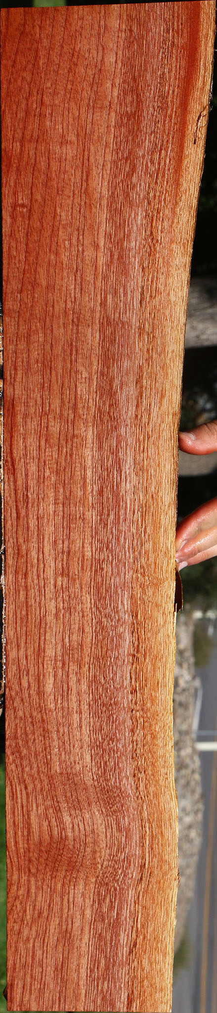 Figured Brazilian Pepperwood Live Edge Lumber