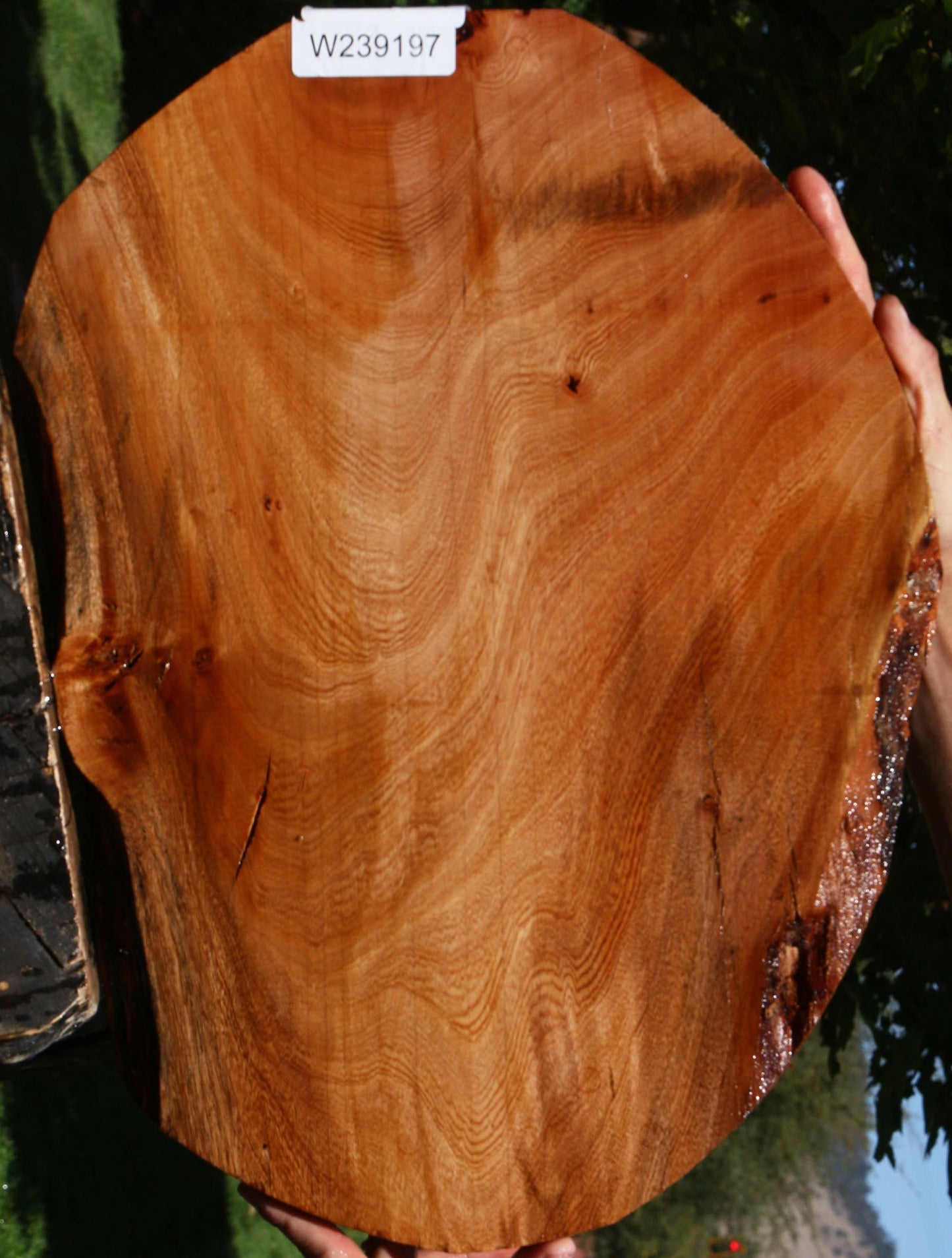 Extra Fancy Brazilian Pepperwood Lumber