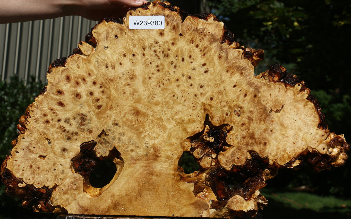 Buckeye Burl Cookie