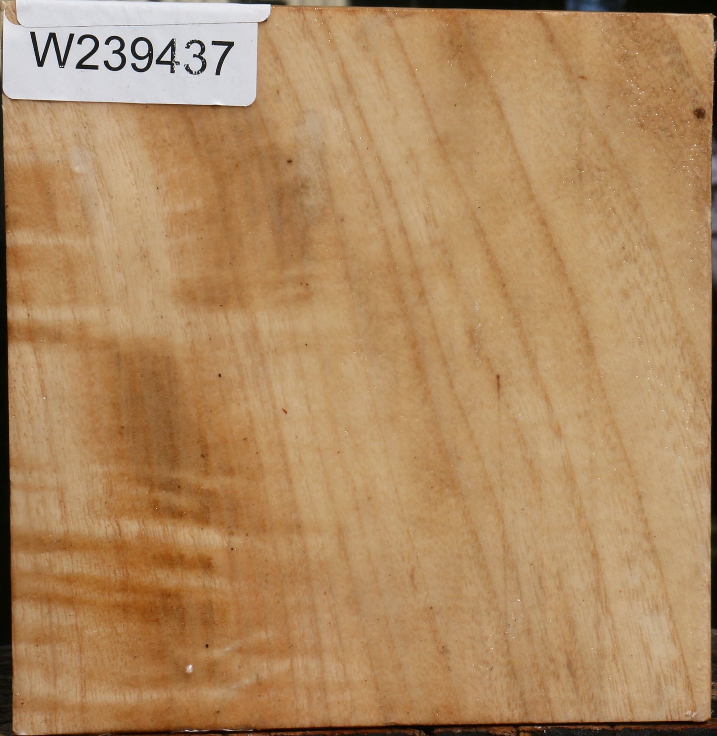 Modesto Ash Bowl Blank