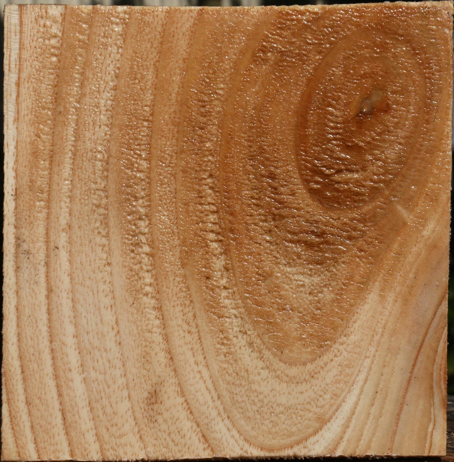 Modesto Ash Bowl Blank