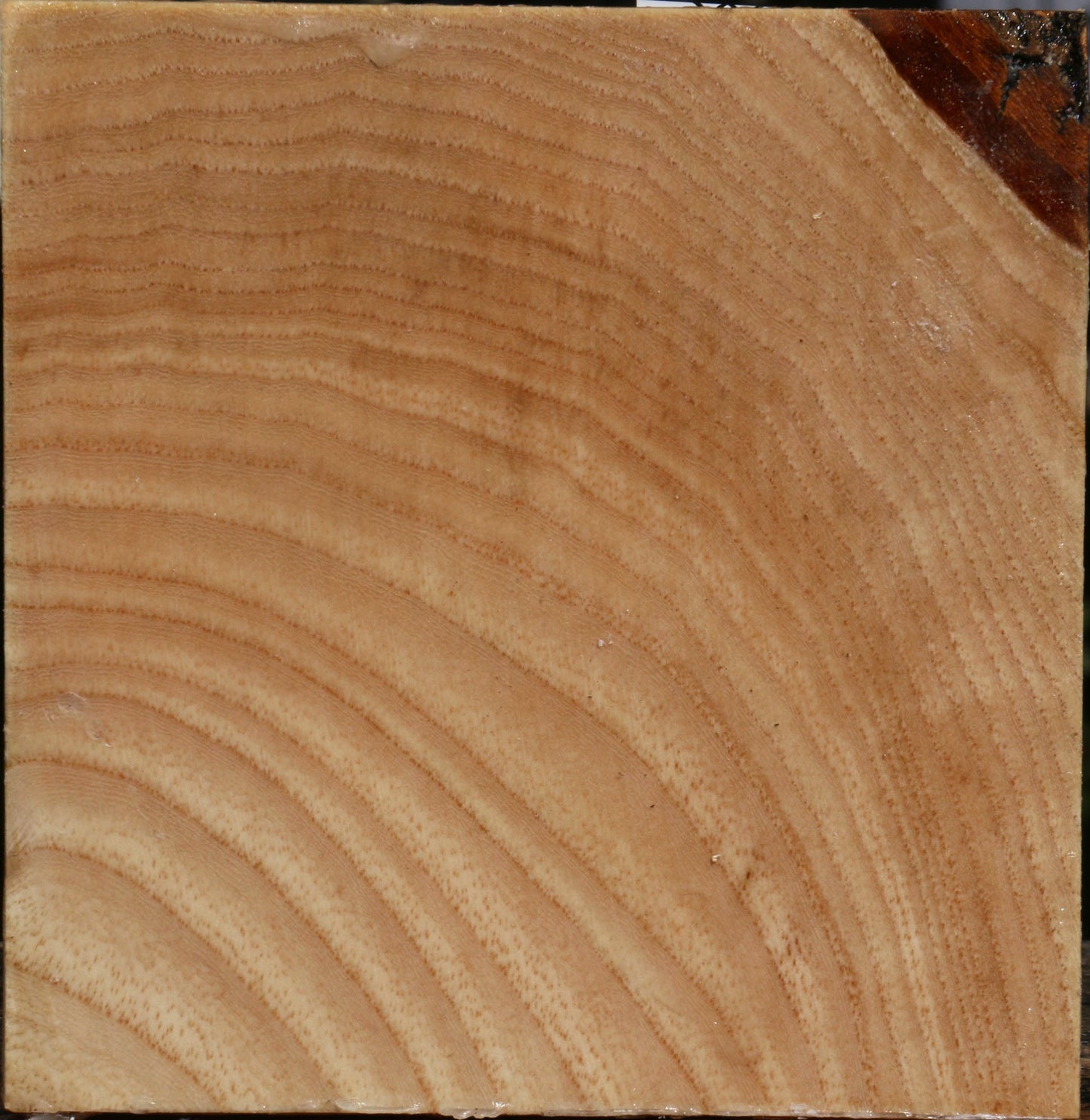 Modesto Ash Bowl Blank