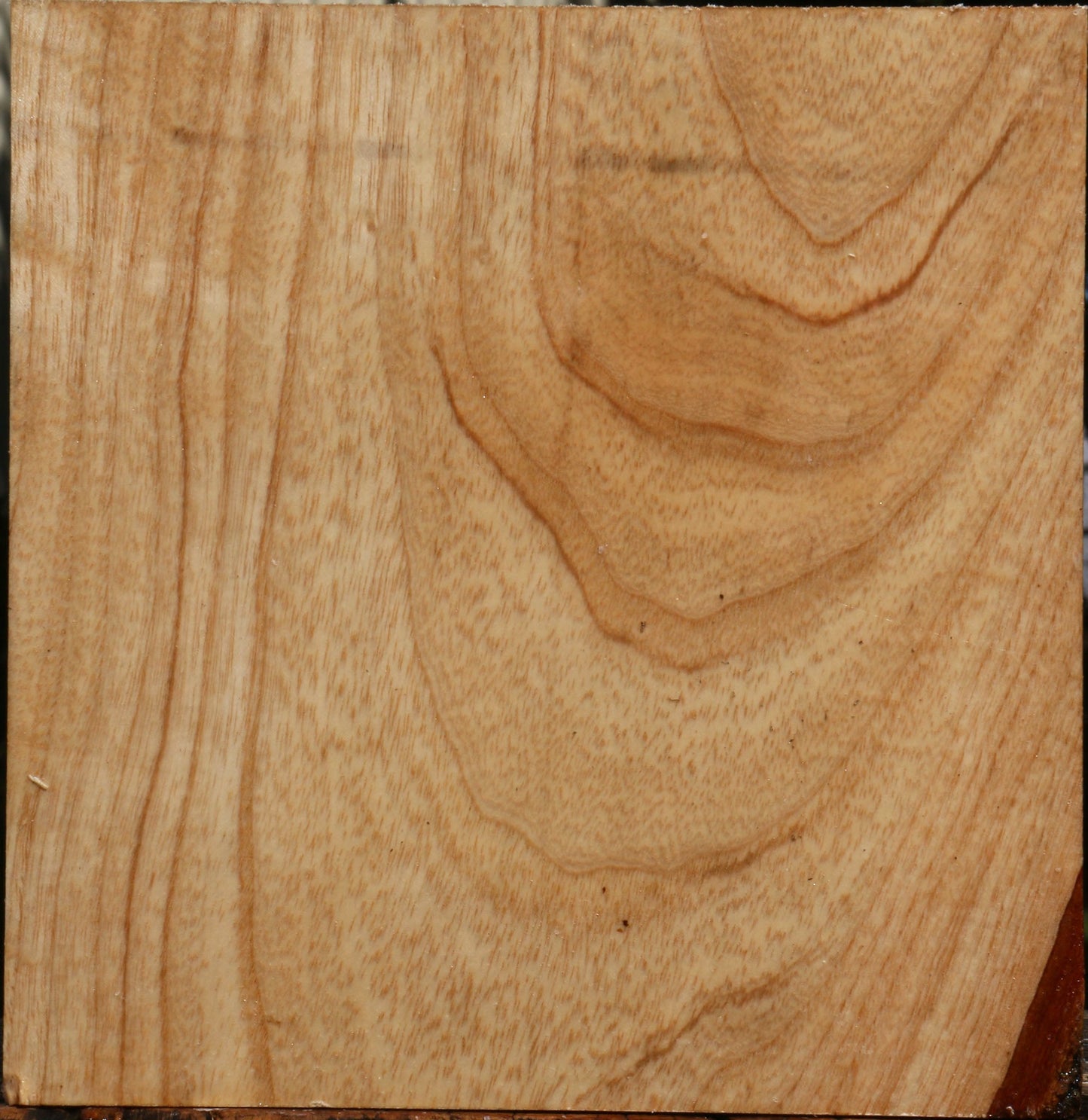 Figured Modesto Ash Bowl Blank