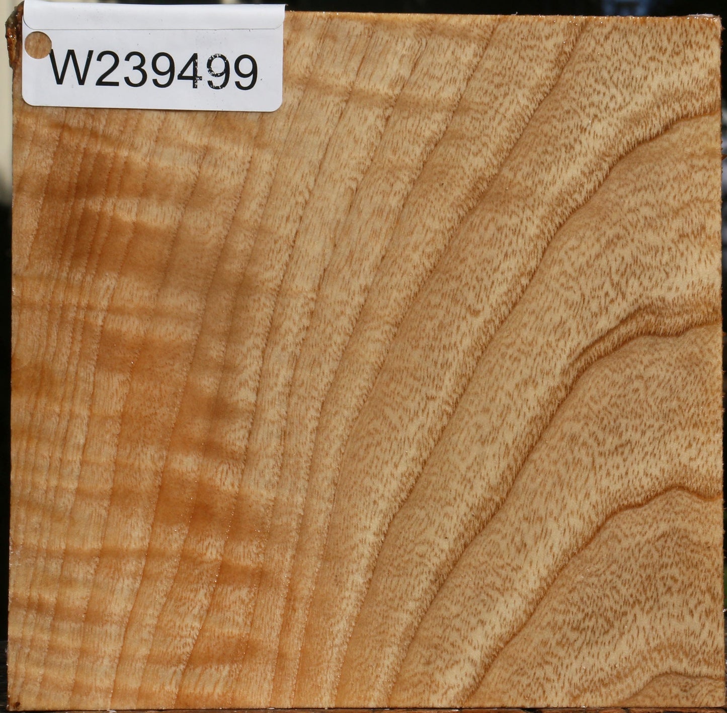 Extra Fancy Modesto Ash Bowl Blank