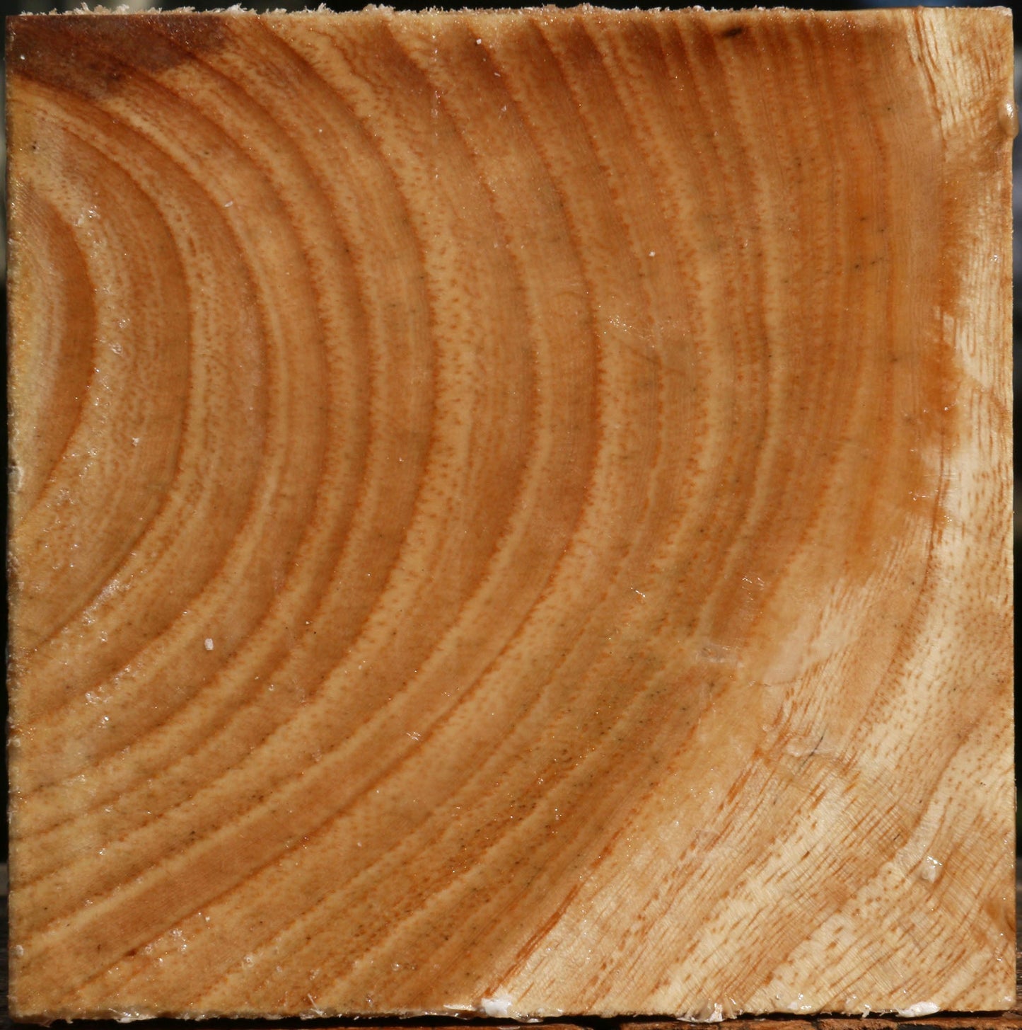 Figured Modesto Ash Bowl Blank