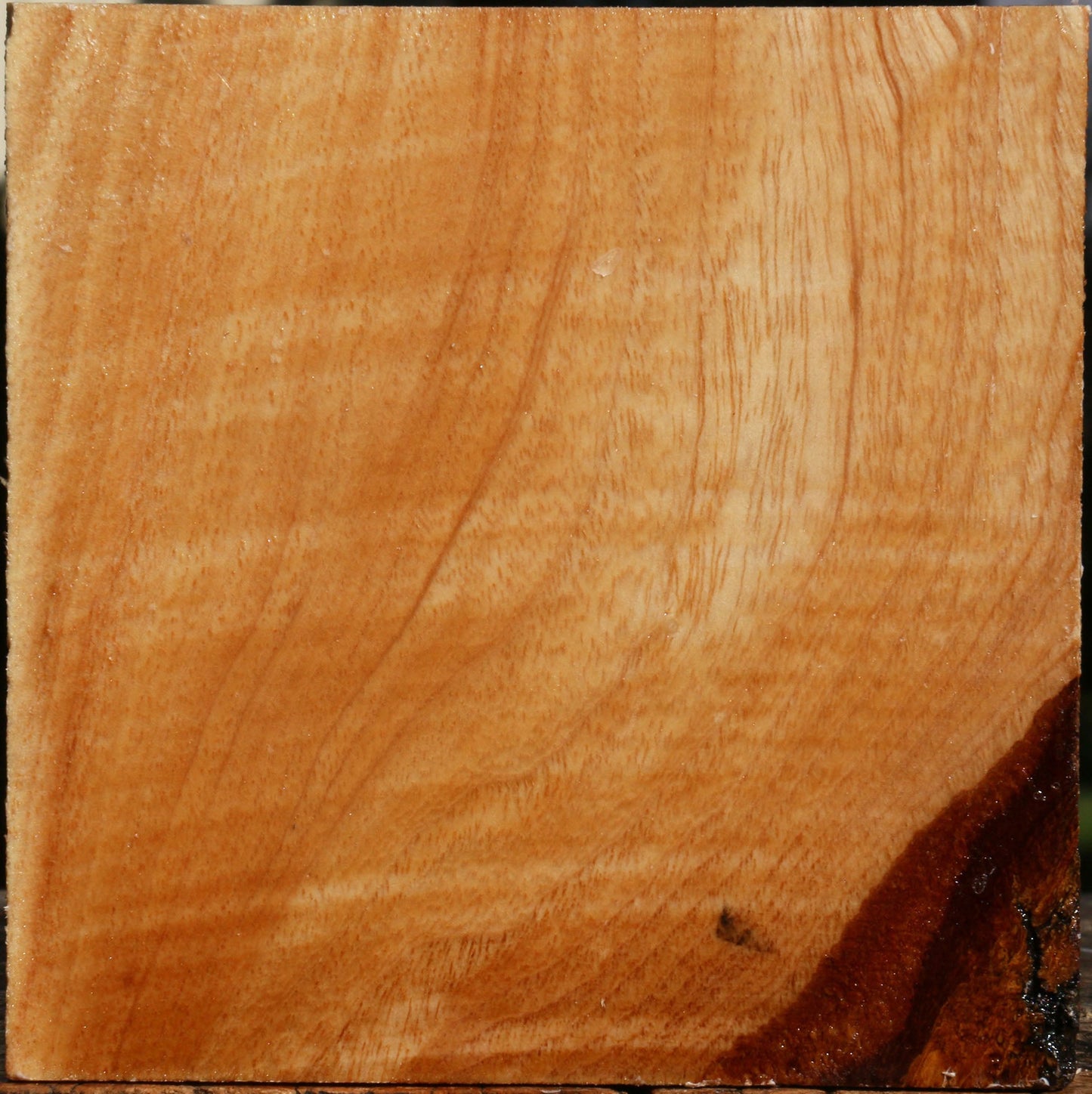 Figured Modesto Ash Bowl Blank