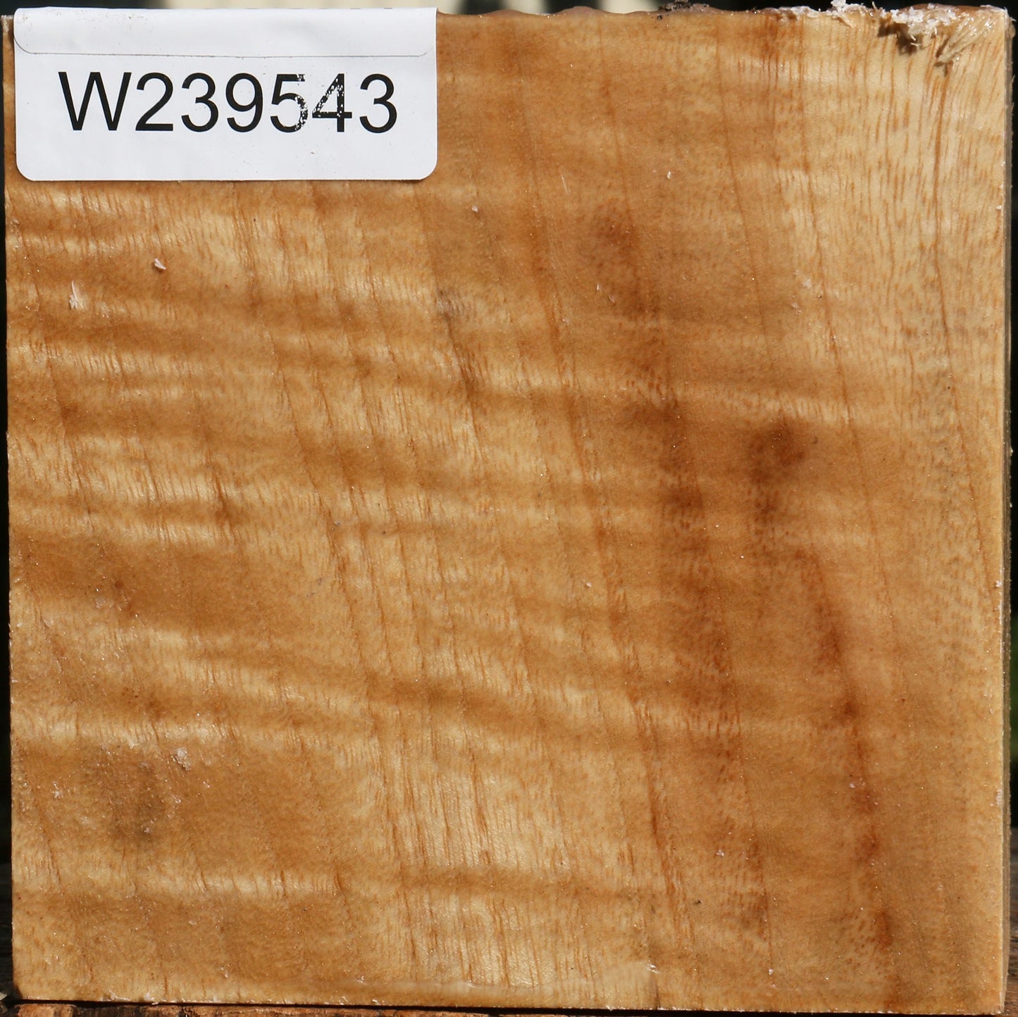 Extra Fancy Modesto Ash Bowl Blank