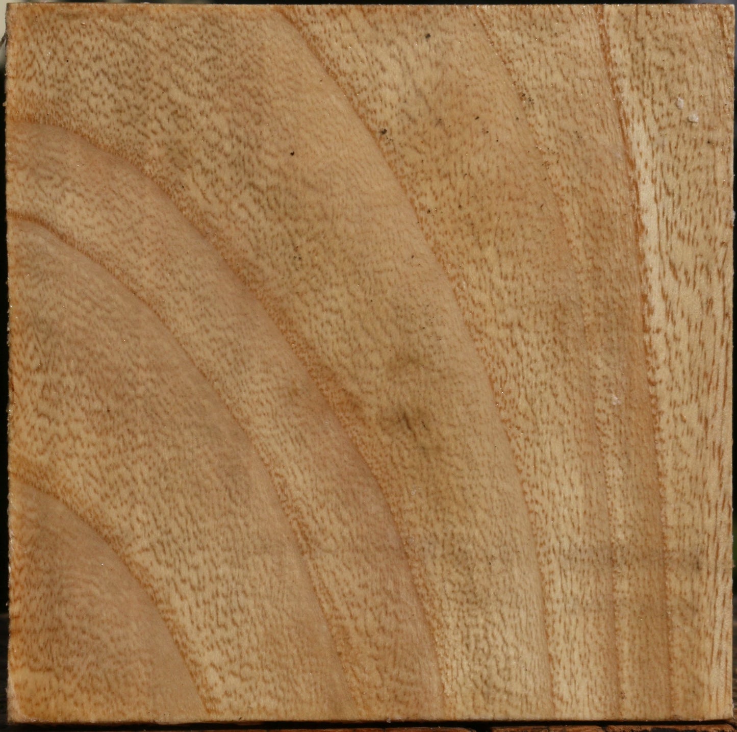 Modesto Ash Bowl Blank