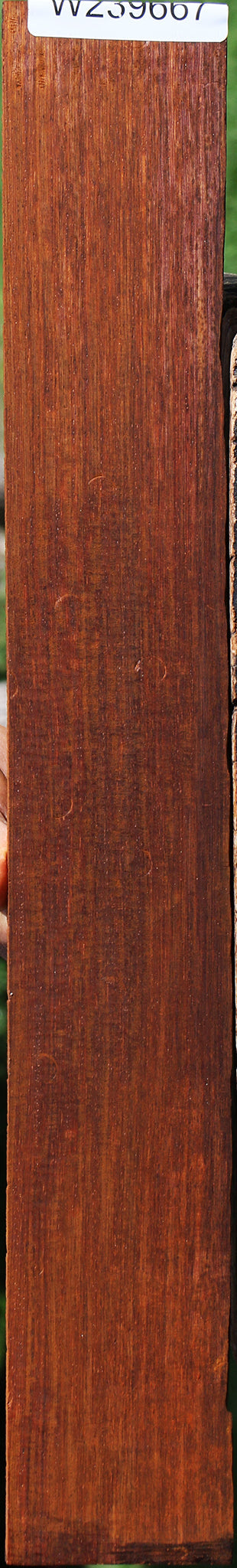 Figured Cocobolo Fingerboard