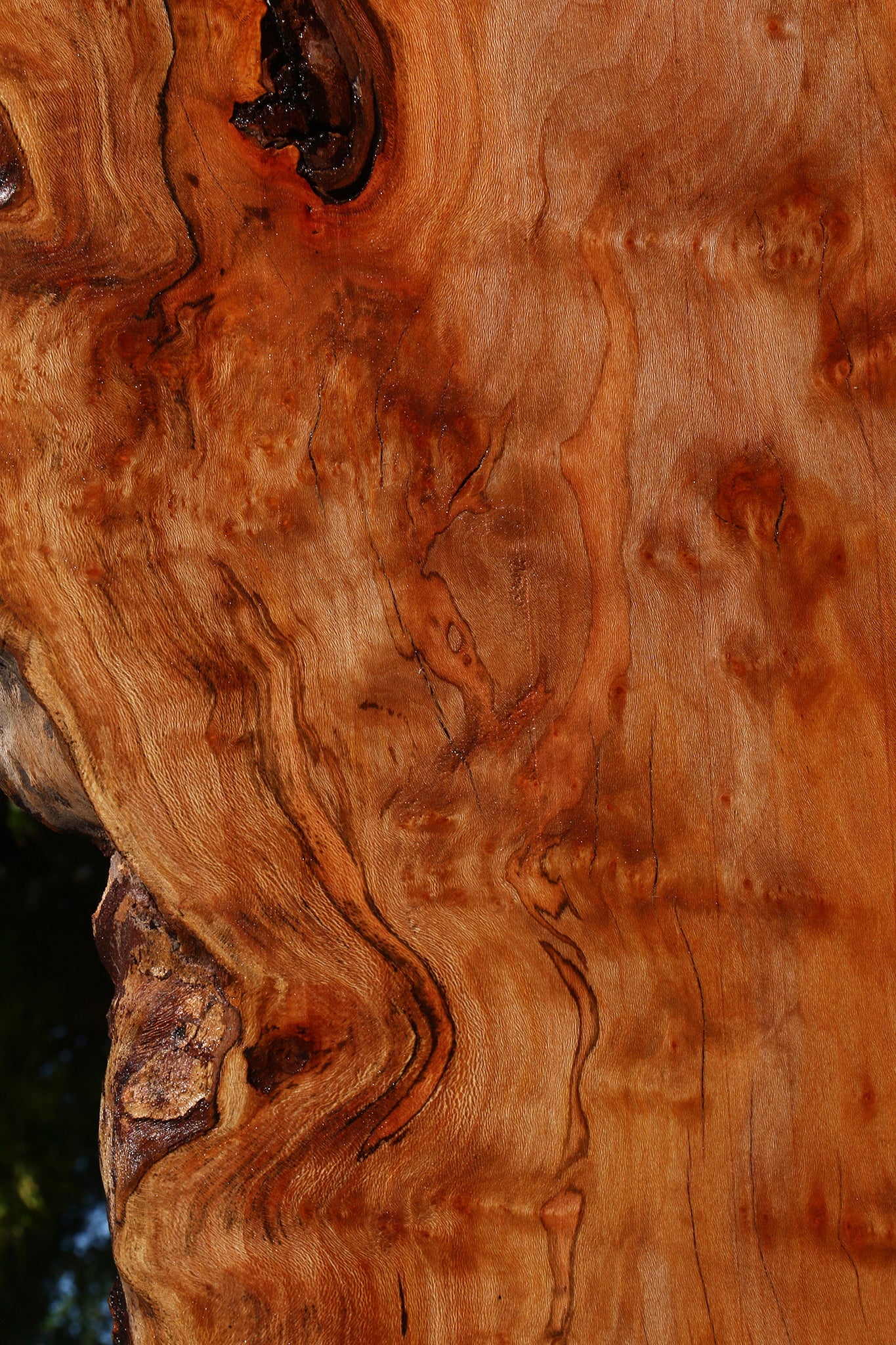 Sycamore Live Edge Lumber