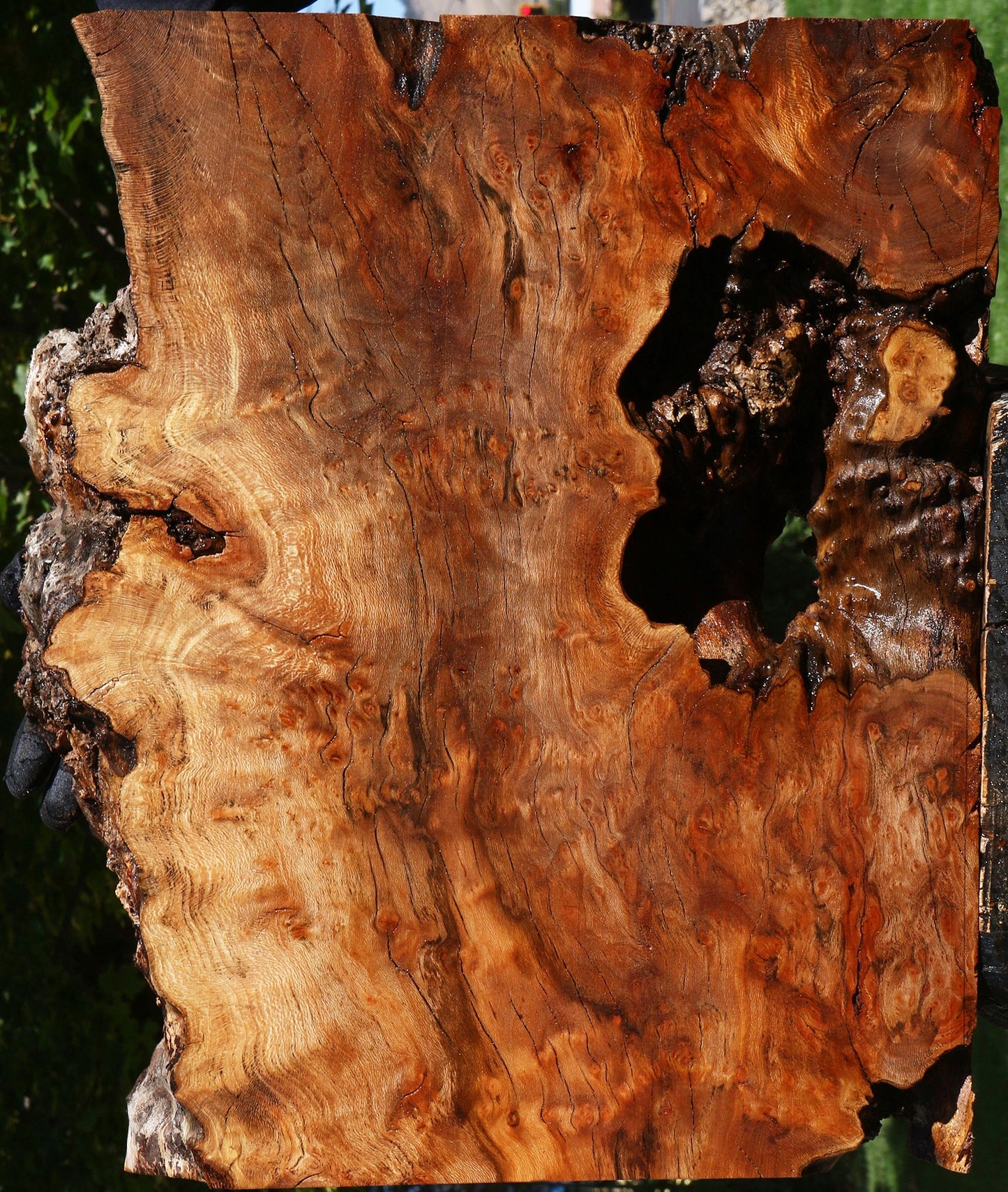 Figured Rustic Sycamore Live Edge Lumber