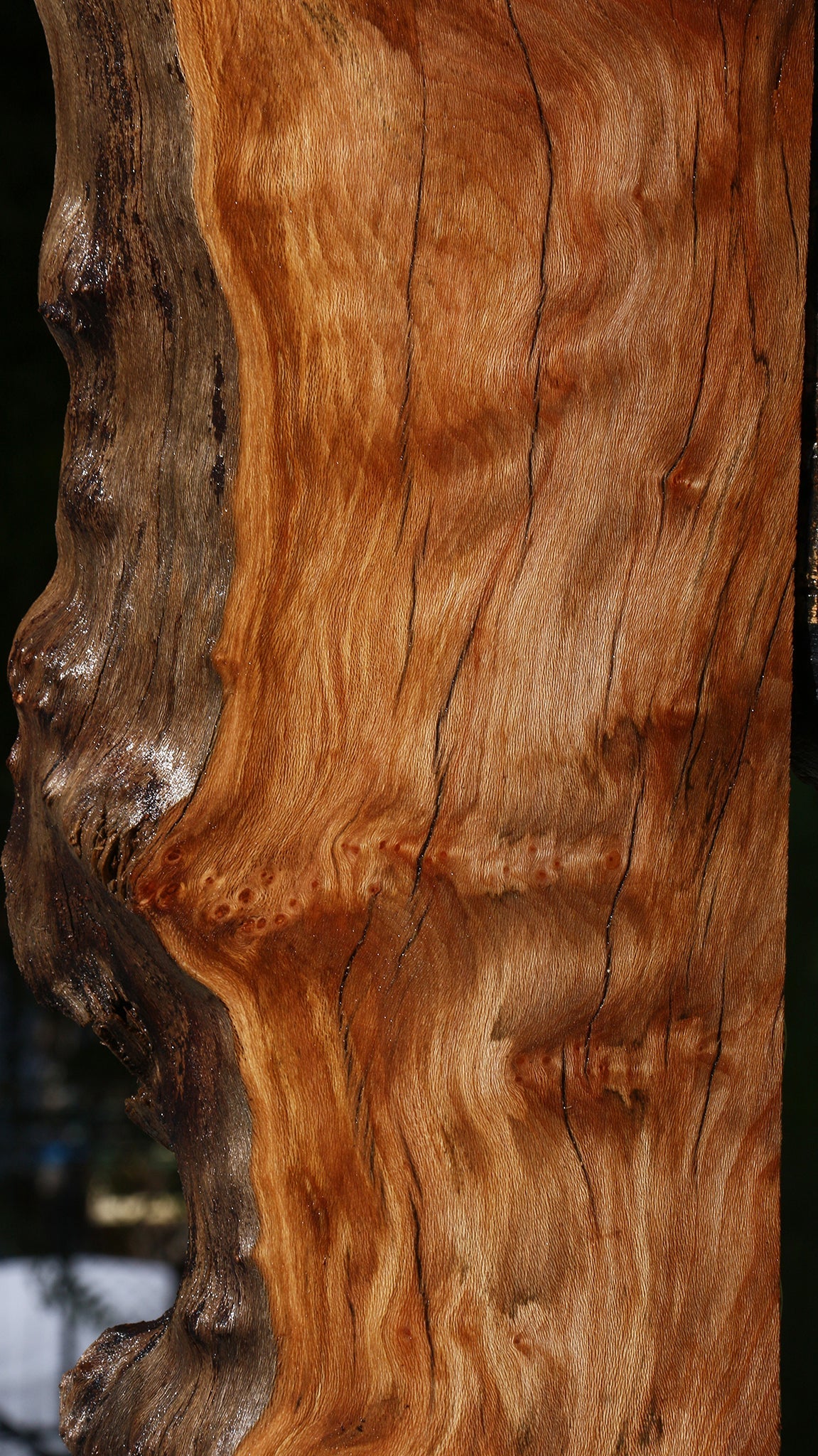 Figured Rustic Sycamore Live Edge Lumber