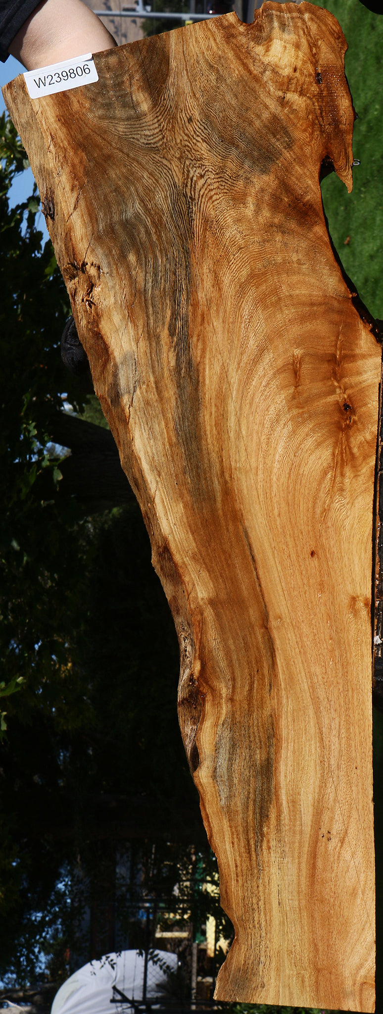 Zelkova Live Edge Lumber – Cook Woods