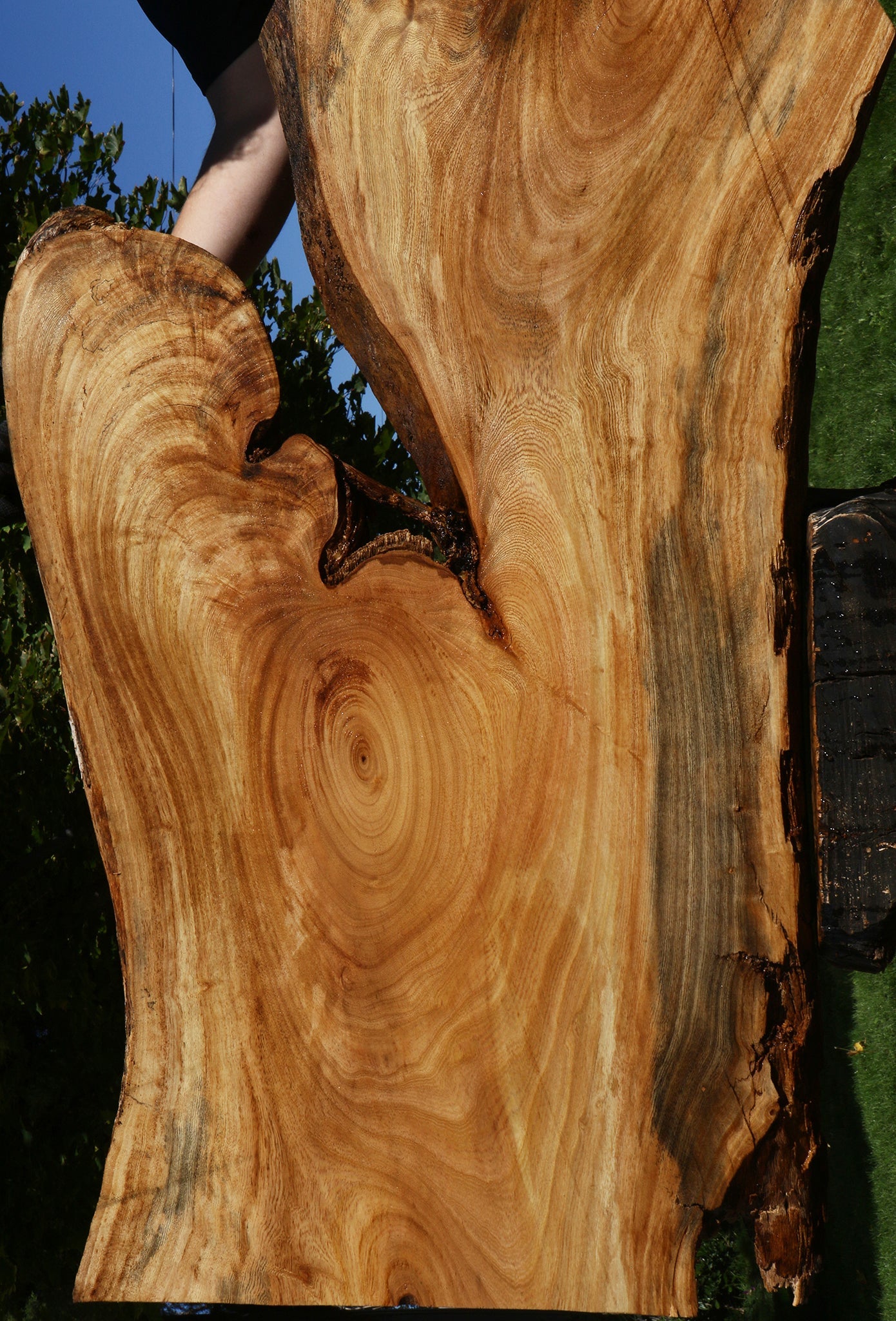 Figured Zelkova Live Edge Lumber