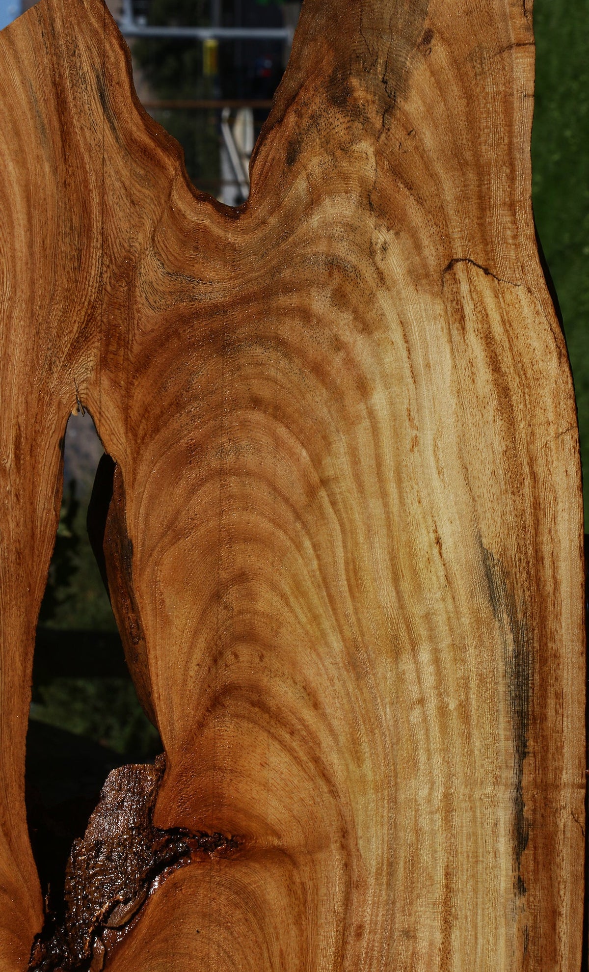 Figured Zelkova Live Edge Lumber