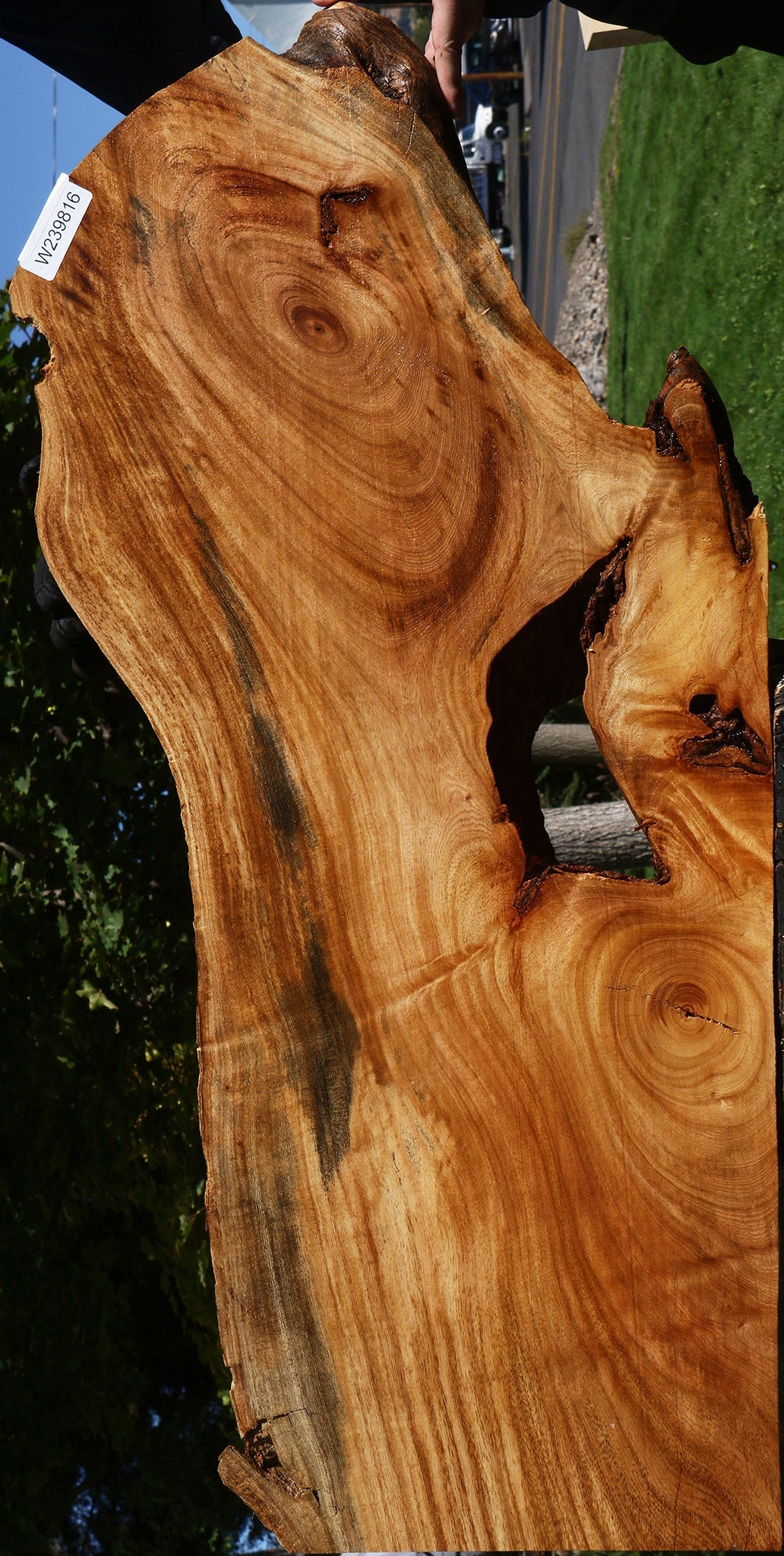 Zelkova Live Edge Lumber – Cook Woods