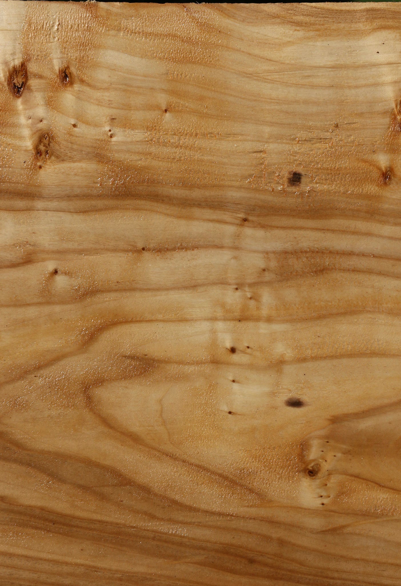 Silver Poplar Bowl Blank