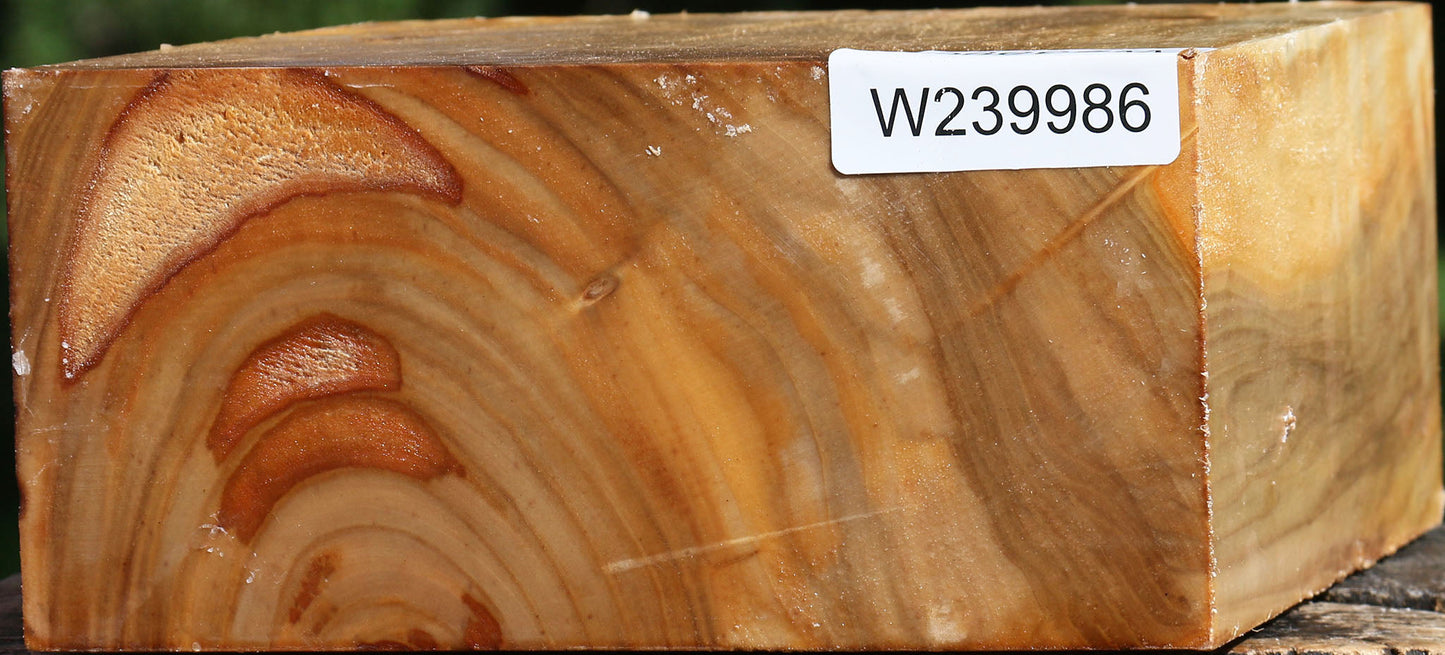 Silver Poplar Bowl Blank