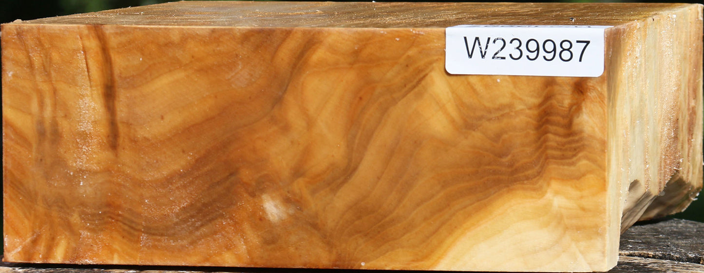 Extra Fancy Silver Poplar Bowl Blank