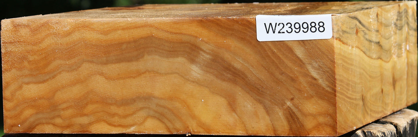 Extra Fancy Silver Poplar Bowl Blank