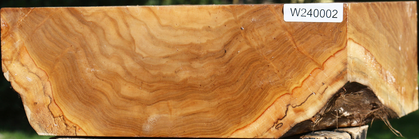 Silver Poplar Bowl Blank