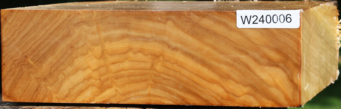 Silver Poplar Bowl Blank