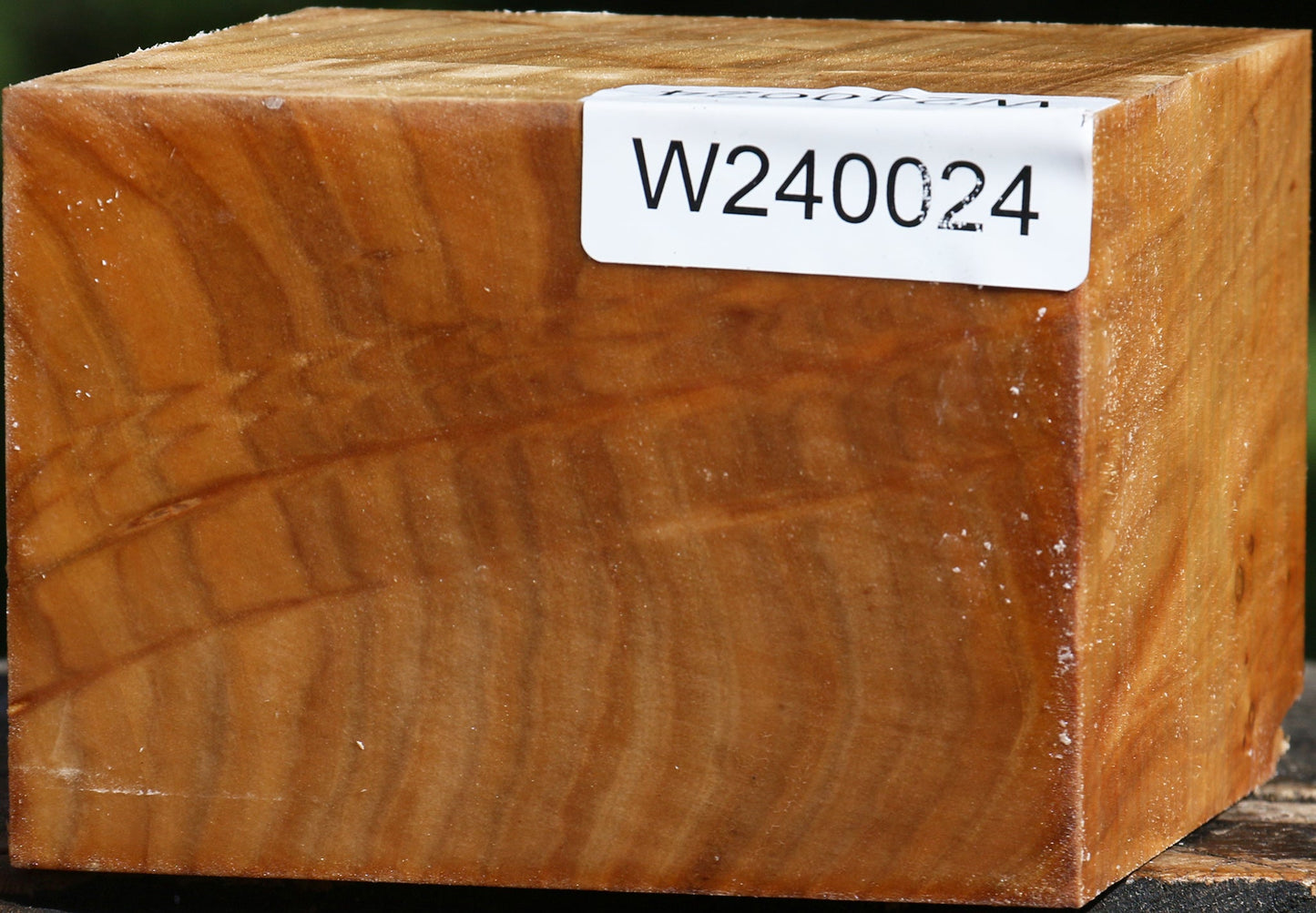 Figured Silver Poplar Bowl Blank