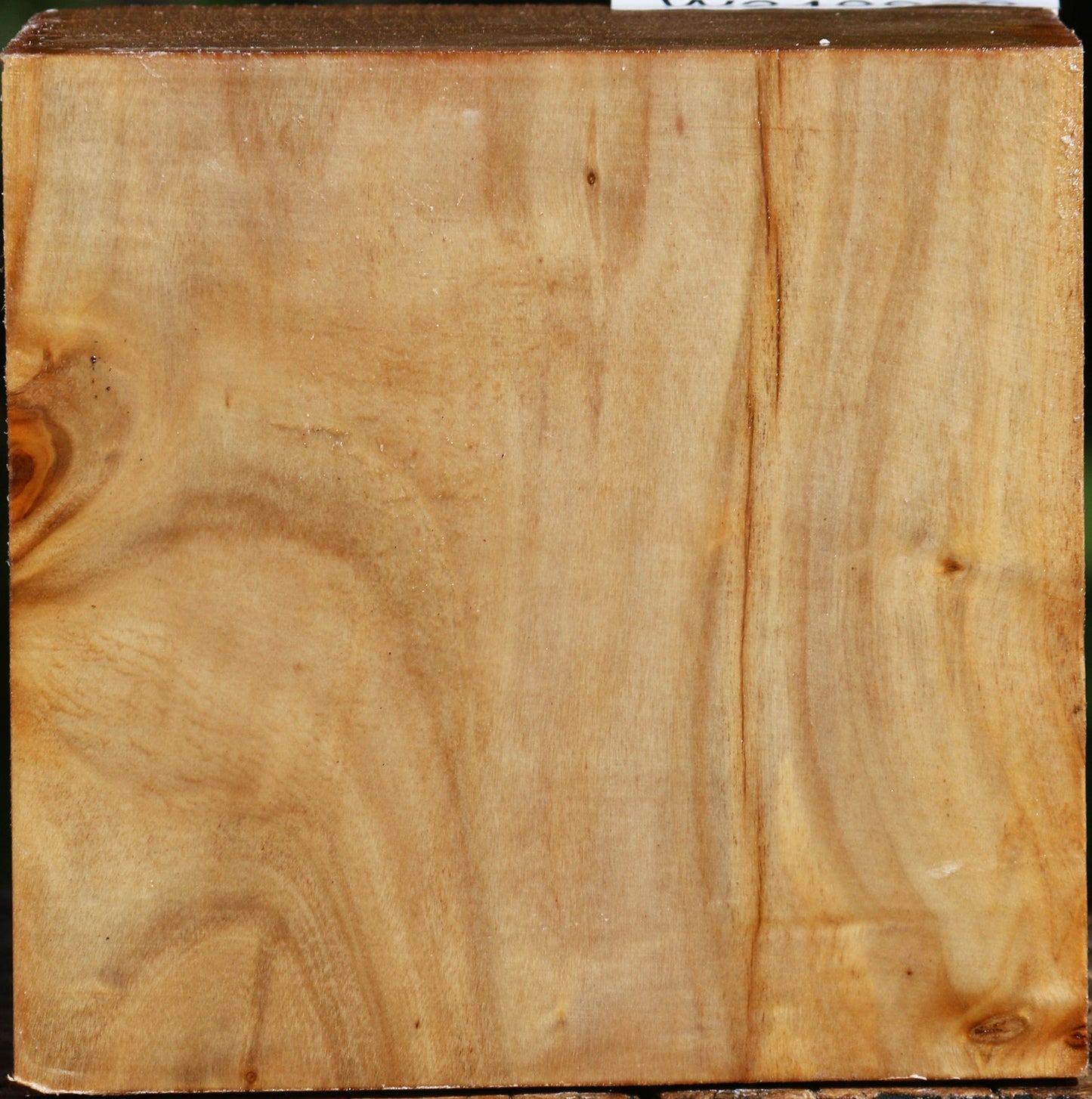 Silver Poplar Bowl Blank