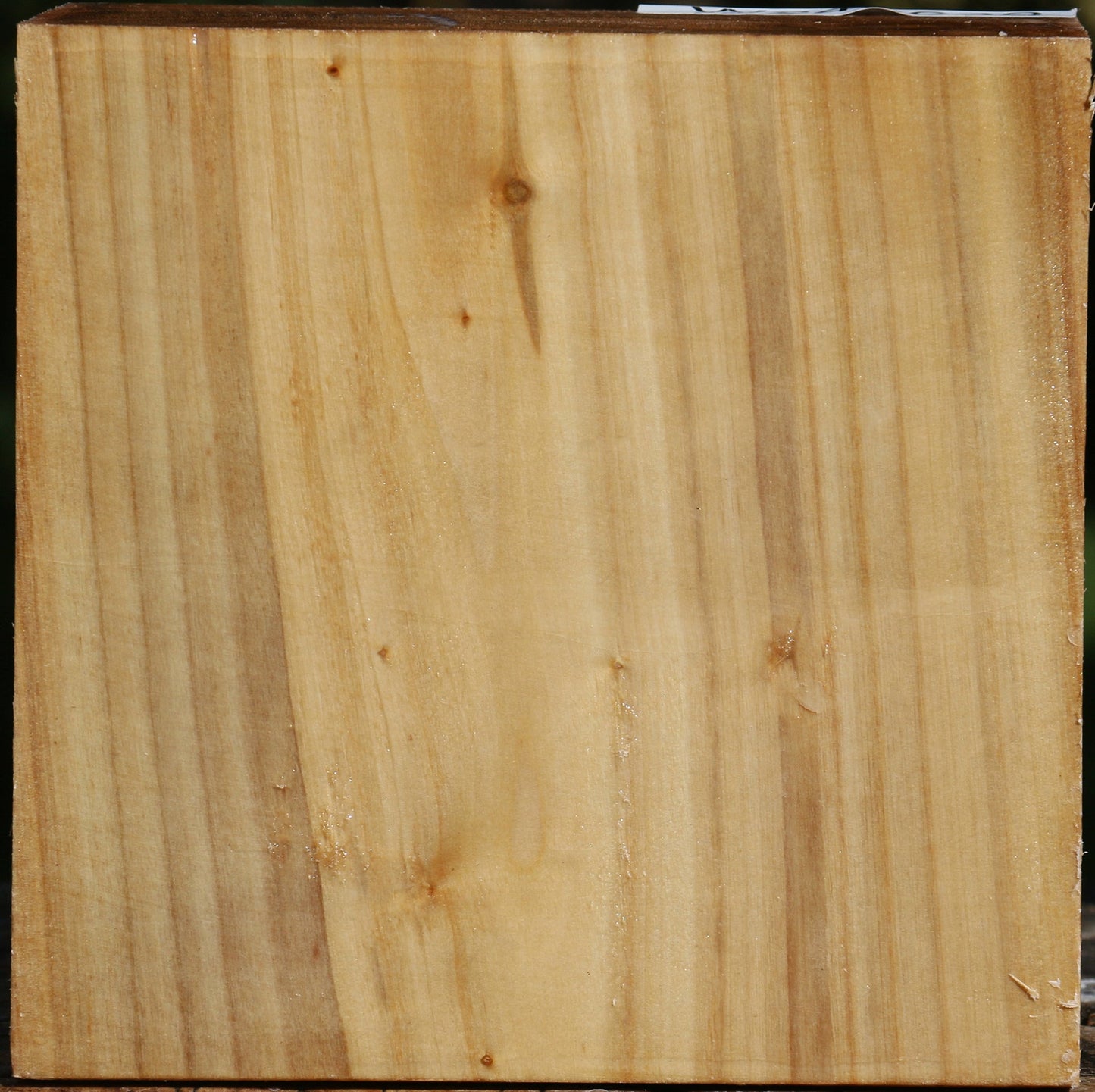 Silver Poplar Bowl Blank