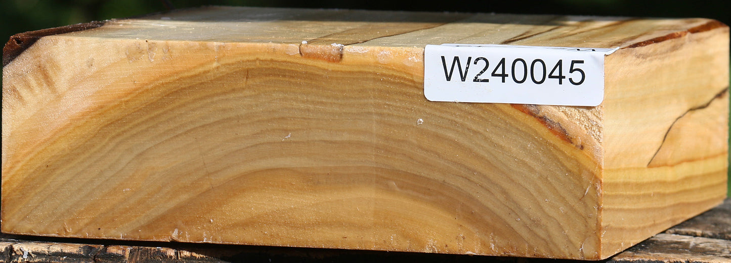 Silver Poplar Bowl Blank