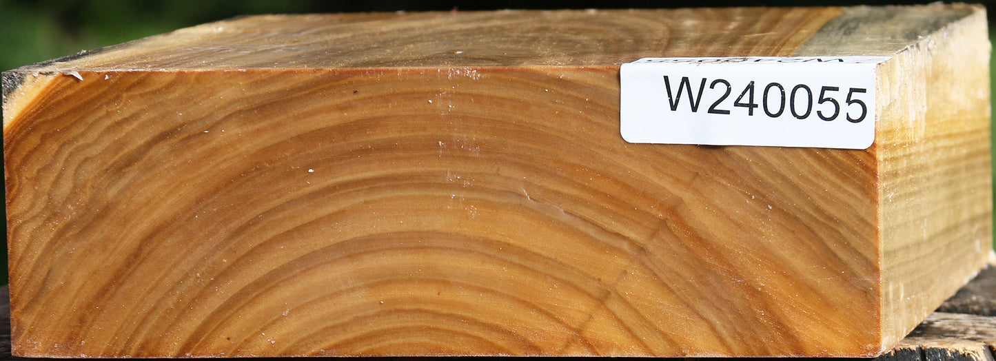 Silver Poplar Bowl Blank