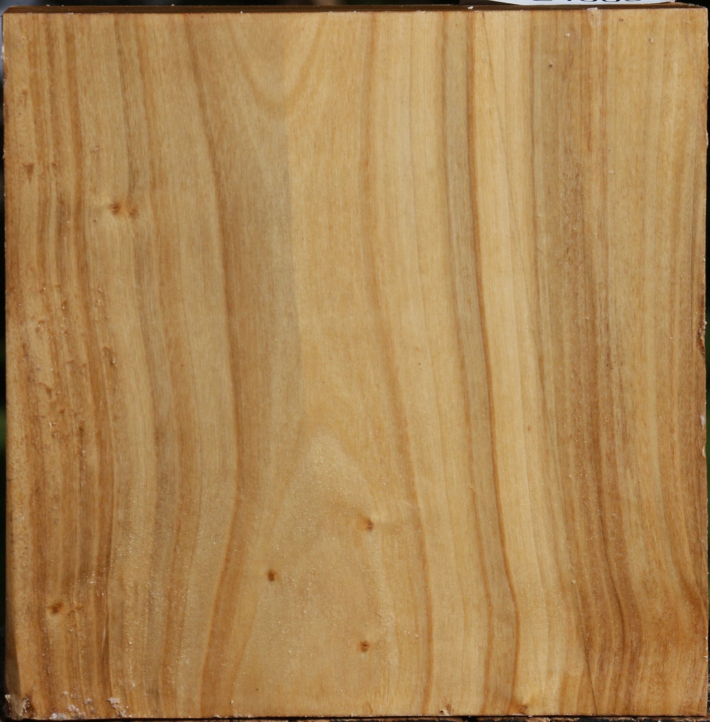 Silver Poplar Bowl Blank