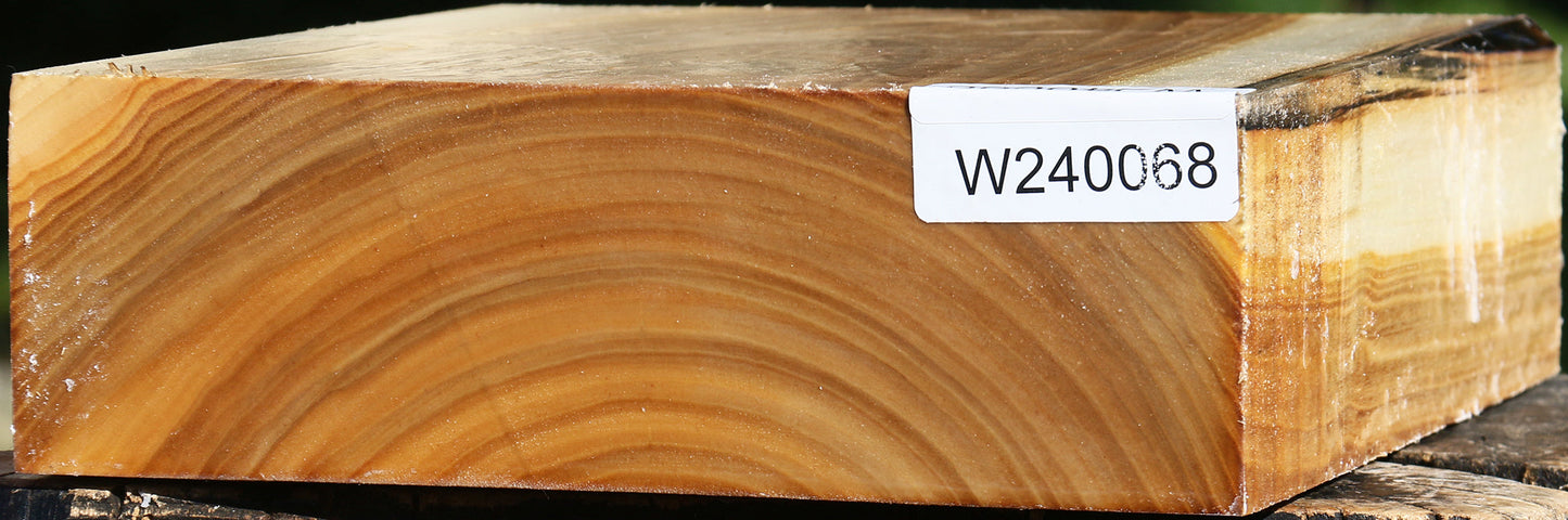 Silver Poplar Bowl Blank