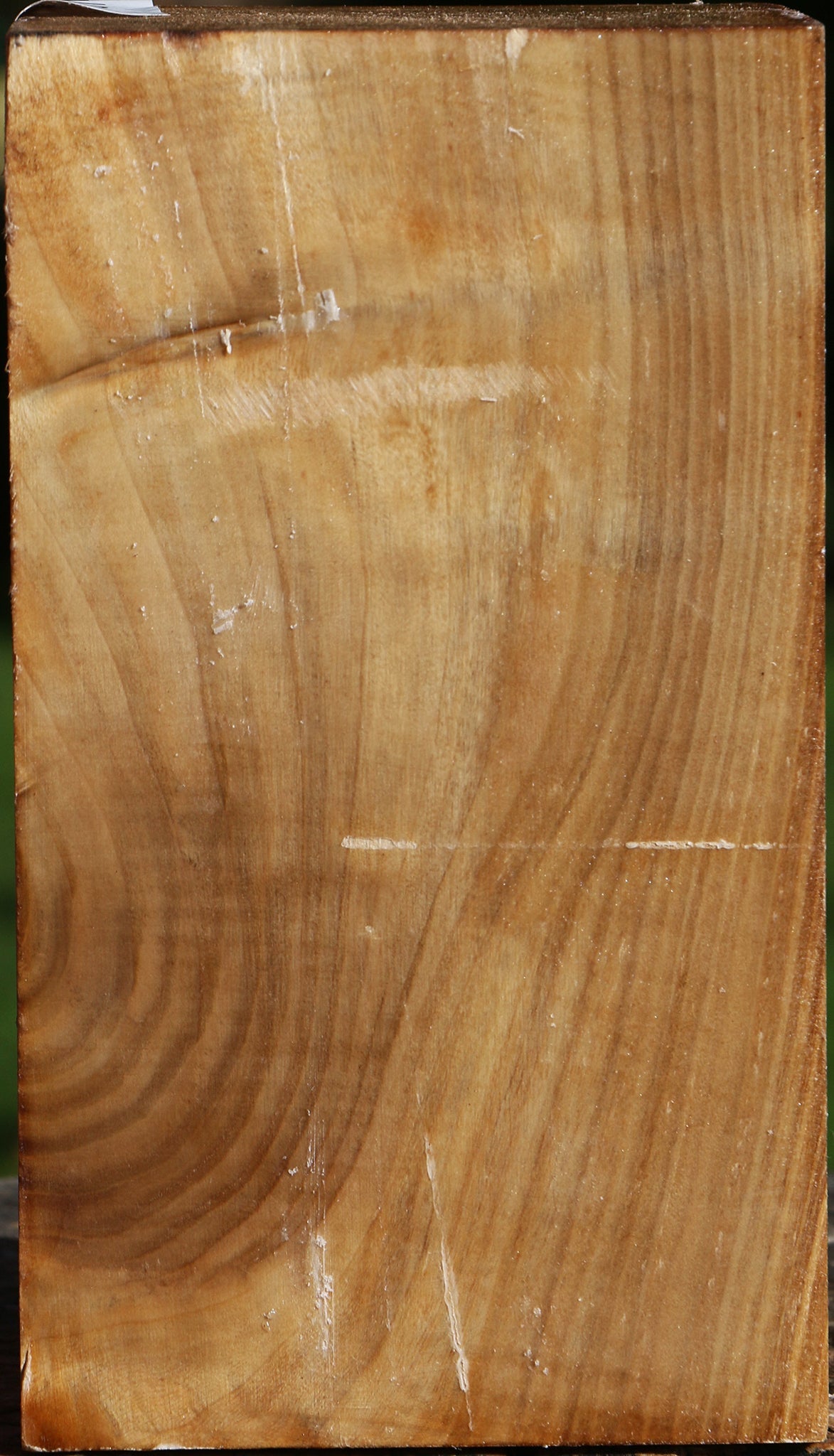 Figured Silver Poplar Turning Square