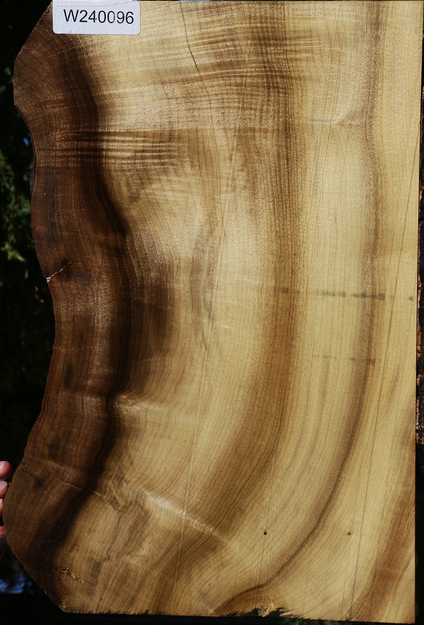 RVL8 SPLIFF 109センチ　板のみ Figured Myrtle Live Edge Lumber – Cook Woods